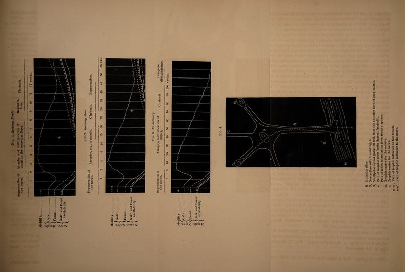 Fig. 1. Recovery Rapid. Degeneration of Atrophy and multiplication of Regenera- h { the nerve. nuclei in the muscular fibres. tion. Fig. © to o g— c ic a •a a © w 33 •a 5t © a? . ___ £ IS e« 5 C5 a? 33 © ■+» ua £ J ? -2 '© © v— C £ .2 ’5 ’ic ^ § £ tec c •3* £ £ •— CO «C 3 .. a. © © 'E. CO O CO B © « b 2 £ .5 •43 3 a 03 .B ° 5-. © ^ V5 ^ s: p. © ® * g © £ •«-* ^ — -4J e § -4-» ^ zn <d X is © s 33 © 03 © © o h a. C P - s V. •*- .£ © *3 © X > 3 i* £ ® c a © © • 5 ^ ® O o r -*j © © o? £ © © -3 a a 1 § § g = = .C .r- 5 c © ® ■- © •-*- ©, *S ° © •a — — ?r -w> -*-» c f® j* £ a £ C I ^ a a ♦