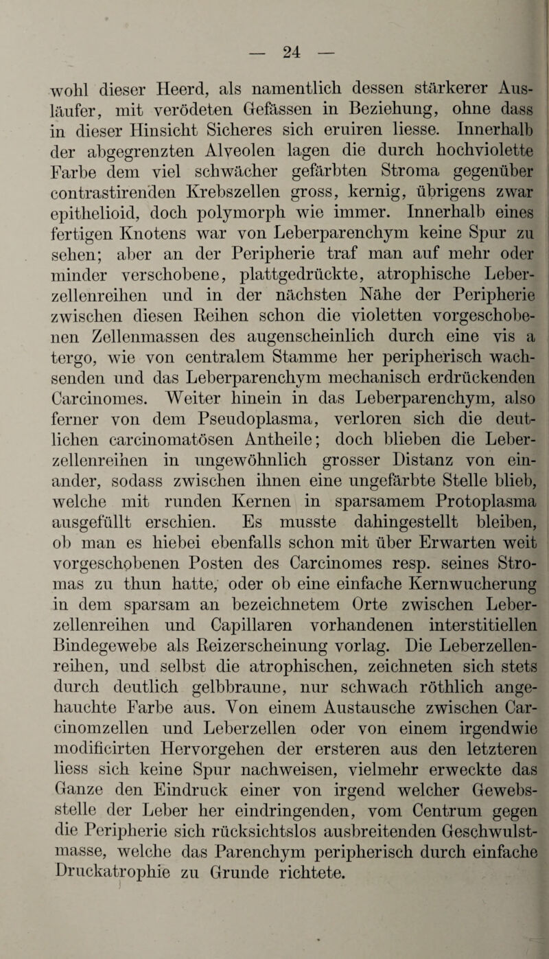 wohl dieser Heerd, als namentlich dessen stärkerer Aus¬ läufer, mit verödeten Gefässen in Beziehung, ohne dass in dieser Hinsicht Sicheres sich eruiren liesse. Innerhalb der abgegrenzten Alveolen lagen die durch hochviolette Farbe dem viel schwächer gefärbten Stroma gegenüber contrastirenden Krebszellen gross, kernig, übrigens zwar epithelioid, doch polymorph wie immer. Innerhalb eines fertigen Knotens war von Leberparenchym keine Spur zu sehen; aber an der Peripherie traf man auf mehr oder minder verschobene, plattgedrückte, atrophische Leber¬ zellenreihen und in der nächsten Nähe der Peripherie zwischen diesen Beihen schon die violetten vorgeschobe¬ nen Zellenmassen des augenscheinlich durch eine vis a tergo, wie von centralem Stamme her peripherisch wach¬ senden und das Leberparenchym mechanisch erdrückenden Carcinomes. Weiter hinein in das Leberparenchym, also ferner von dem Pseudoplasma, verloren sich die deut¬ lichen carcinomatösen Antheile; doch blieben die Leber¬ zellenreihen in ungewöhnlich grosser Distanz von ein¬ ander, sodass zwischen ihnen eine ungefärbte Stelle blieb, welche mit runden Kernen in sparsamem Protoplasma ausgefüllt erschien. Es musste dahingestellt bleiben, ob man es hiebei ebenfalls schon mit über Erwarten weit vorgeschobenen Posten des Carcinomes resp. seines Stro¬ mas zu thun hatte, oder ob eine einfache Kernwucherung in dem sparsam an bezeichnetem Orte zwischen Leber¬ zellenreihen und Capillaren vorhandenen interstitiellen Bindegewebe als Beizerscheinung vorlag. Die Leberzellen¬ reihen, und selbst die atrophischen, zeichneten sich stets durch deutlich gelbbraune, nur schwach röthlich ange¬ hauchte Farbe aus. Von einem Austausche zwischen Car- cinomzellen und Leberzellen oder von einem irgendwie modificirten Hervorgehen der ersteren aus den letzteren liess sich keine Spur nachweisen, vielmehr erweckte das Ganze den Eindruck einer von irgend welcher Gewebs- stelle der Leber her eindringenden, vom Centrum gegen die Peripherie sich rücksichtslos ausbreitenden Geschwulst¬ masse, welche das Parenchym peripherisch durch einfache Druckatrophie zu Grunde richtete.