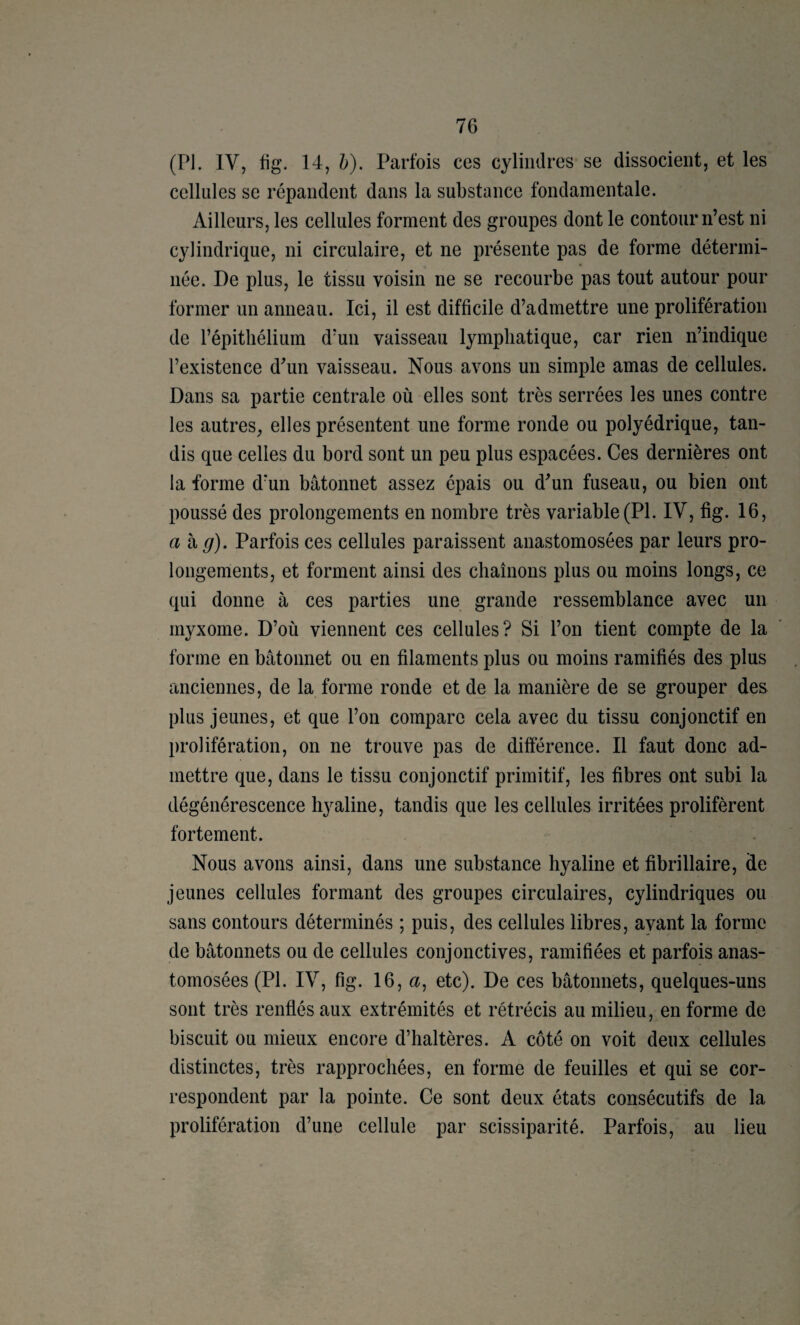 (PI. IV, fig. 14, Z>). Parfois ces cylindres se dissocient, et les cellules se répandent dans la substance fondamentale. Ailleurs, les cellules forment des groupes dont le contour n’est ni cylindrique, ni circulaire, et ne présente pas de forme détermi¬ née. De plus, le tissu voisin ne se recourbe pas tout autour pour former un anneau. Ici, il est difficile d’admettre une prolifération de l’épithélium d’un vaisseau lymphatique, car rien n’indique l’existence d’un vaisseau. Nous avons un simple amas de cellules. Dans sa partie centrale où elles sont très serrées les unes contre les autres, elles présentent une forme ronde ou polyédrique, tan¬ dis que celles du bord sont un peu plus espacées. Ces dernières ont la forme d’un bâtonnet assez épais ou d’un fuseau, ou bien ont poussé des prolongements en nombre très variable (PL IV, fig. 16, ah>g). Parfois ces cellules paraissent anastomosées par leurs pro¬ longements, et forment ainsi des chaînons plus ou moins longs, ce qui donne à ces parties une grande ressemblance avec un myxome. D’où viennent ces cellules? Si l’on tient compte de la forme en bâtonnet ou en filaments plus ou moins ramifiés des plus anciennes, de la forme ronde et de la manière de se grouper des plus jeunes, et que l’on compare cela avec du tissu conjonctif en prolifération, on ne trouve pas de différence. Il faut donc ad¬ mettre que, dans le tissu conjonctif primitif, les fibres ont subi la dégénérescence hyaline, tandis que les cellules irritées prolifèrent fortement. Nous avons ainsi, dans une substance hyaline et fibrillaire, de jeunes cellules formant des groupes circulaires, cylindriques ou sans contours déterminés ; puis, des cellules libres, avant la forme de bâtonnets ou de cellules conjonctives, ramifiées et parfois anas¬ tomosées (PI. IV, fig. 16, a, etc). De ces bâtonnets, quelques-uns sont très renflés aux extrémités et rétrécis au milieu, en forme de biscuit ou mieux encore d’haltères. A côté on voit deux cellules distinctes, très rapprochées, en forme de feuilles et qui se cor¬ respondent par la pointe. Ce sont deux états consécutifs de la prolifération d’une cellule par scissiparité. Parfois, au lieu