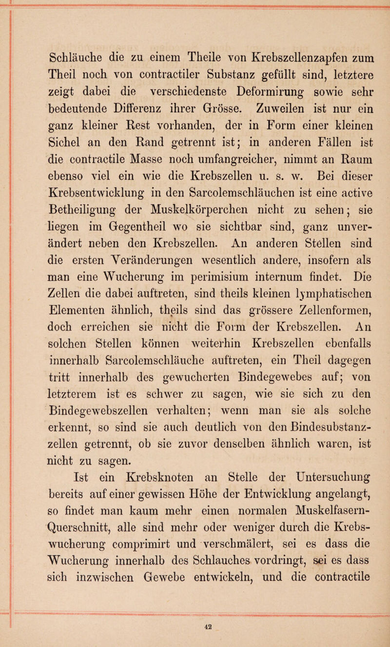 Schläuche die zu einem Theile von Krebszellenzapfen zum Theil noch von contractiler Substanz gefüllt sind, letztere zeigt dabei die verschiedenste Deformirung sowie sehr bedeutende Differenz ihrer Grösse. Zuweilen ist nur ein ganz kleiner Rest vorhanden, der in Form einer kleinen Sichel an den Rand getrennt ist; in anderen Fällen ist die contractile Masse noch umfangreicher, nimmt an Raum ebenso viel ein wie die Krebszellen u. s. w. Bei dieser Krebsentwicklung in den Sarcolemschläuchen ist eine active Betheiligung der Muskelkörperchen nicht zu sehen; sie liegen im Gegentheil wo sie sichtbar sind, ganz unver¬ ändert neben den Krebszellen. An anderen Stellen sind die ersten Veränderungen wesentlich andere, insofern als man eine Wucherung im perimisium internum findet. Die Zellen die dabei auftreten, sind theils kleinen lymphatischen Elementen ähnlich, theils sind das grössere Zellenformen, doch erreichen sie nicht die Form der Krebszellen. An solchen Stellen können weiterhin Krebszellen ebenfalls innerhalb Sarcolemschläuche auftreten, ein Theil dagegen tritt innerhalb des gewucherten Bindegewebes auf; von letzterem ist es schwer zu sagen, wie sie sich zu den Bindegewebszellen verhalten; wenn man sie als solche erkennt, so sind sie auch deutlich von den Bindesubstanz¬ zellen getrennt, ob sie zuvor denselben ähnlich waren, ist nicht zu sagen. Ist ein Krebsknoten an Stelle der Untersuchung bereits auf einer gewissen Höhe der Entwicklung angelangt, so findet man kaum mehr einen normalen Muskelfasern- Querschnitt, alle sind mehr oder weniger durch die Krebs¬ wucherung comprimirt und verschmälert, sei es dass die Wucherung innerhalb des Schlauches vordringt, sei es dass sich inzwischen Gewebe entwickeln, und die contractile