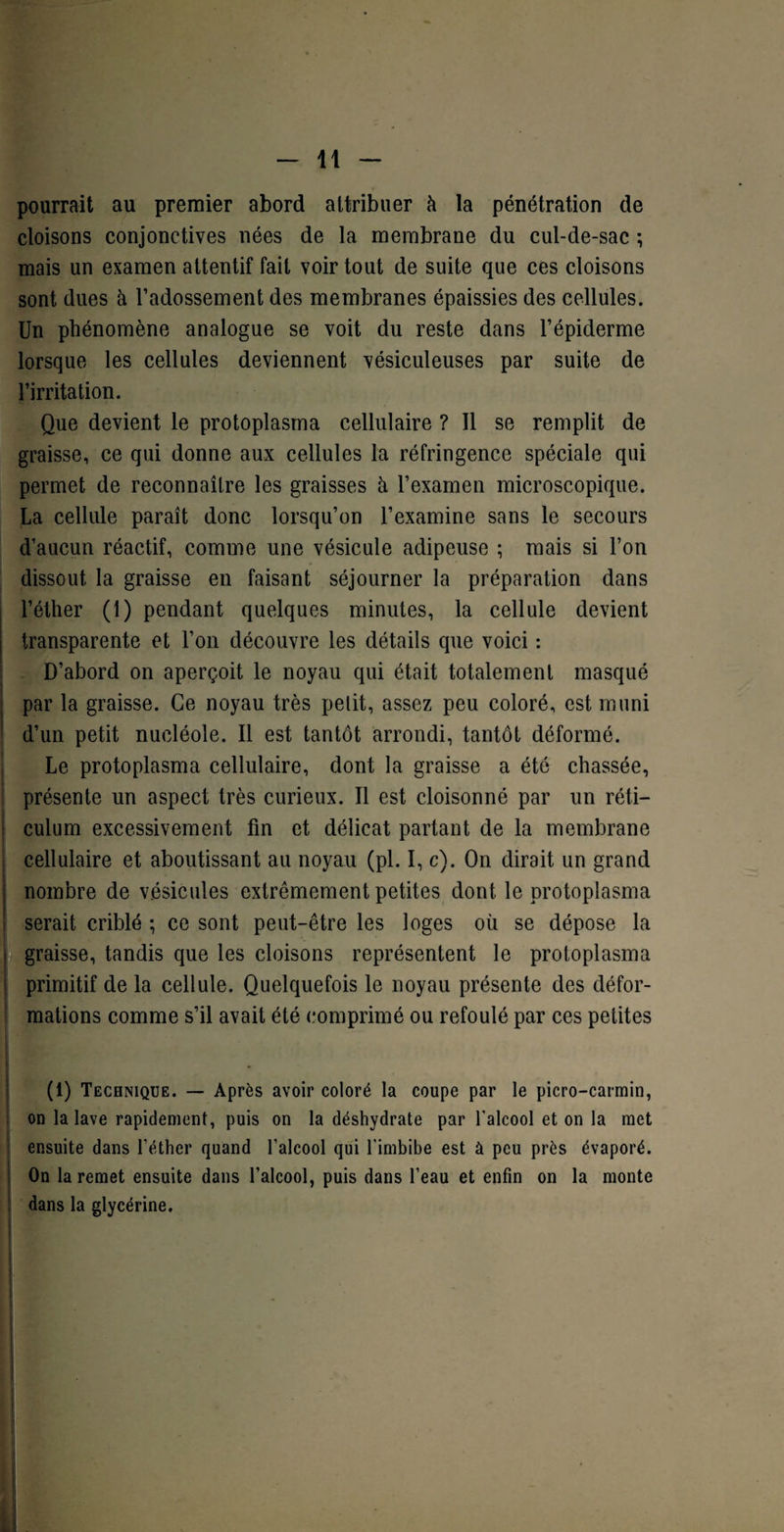 pourrait au premier abord attribuer à la pénétration de cloisons conjonctives nées de la membrane du cul-de-sac ; mais un examen attentif fait voir tout de suite que ces cloisons sont dues à l’adossement des membranes épaissies des cellules. Un phénomène analogue se voit du reste dans l’épiderme lorsque les cellules deviennent vésiculeuses par suite de l’irritation. Que devient le protoplasma cellulaire ? Il se remplit de graisse, ce qui donne aux cellules la réfringence spéciale qui permet de reconnaître les graisses h l’examen microscopique. La cellule paraît donc lorsqu’on l’examine sans le secours d’aucun réactif, comme une vésicule adipeuse ; mais si l’on dissout la graisse en faisant séjourner la préparation dans l’éther (1) pendant quelques minutes, la cellule devient transparente et l’on découvre les détails que voici : D’abord on aperçoit le noyau qui était totalement masqué par la graisse. Ce noyau très petit, assez peu coloré, est muni d’un petit nucléole. Il est tantôt arrondi, tantôt déformé. Le protoplasma cellulaire, dont la graisse a été chassée, présente un aspect très curieux. Il est cloisonné par un réti¬ culum excessivement fin et délicat partant de la membrane cellulaire et aboutissant au noyau (pl. I, c). On dirait un grand nombre de vésicules extrêmement petites dont le protoplasma serait criblé ; ce sont peut-être les loges où se dépose la graisse, tandis que les cloisons représentent le protoplasma primitif de la cellule. Quelquefois le noyau présente des défor¬ mations comme s’il avait été comprimé ou refoulé par ces petites - (1) Technique. — Après avoir coloré la coupe par le picro-carmin, on la lave rapidement, puis on la déshydrate par l'alcool et on la met ensuite dans l’éther quand l’alcool qui l'imbibe est à peu près évaporé. On la remet ensuite dans l’alcool, puis dans l’eau et enfin on la monte dans la glycérine.