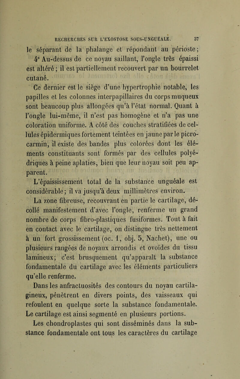 le séparant de la phalange et répondant au périoste; 4° Au-dessus de ce noyau saillant, l’ongle très épaissi est altéré ; il est partiellement recouvert par un bourrelet cutané. Ce dernier est le siège d’une hypertrophie notable, les papilles et les colonnes interpapillaires du corps muqueux sont beaucoup plus allongées qu’à l’état normal. Quant à l’ongle lui-même, il n’est pas homogène et n’a pas une coloration uniforme. A côté des couches stratifiées de cel¬ lules épidermiques fortement teintées en jaune par le picro- carmin, il existe des bandes plus colorées dont les élé¬ ments constituants sont formés par des cellules polyé¬ driques à peine aplaties, bien que leur noyau soit peu ap¬ parent. L’épaississement total de la substance unguéale est considérable; il va jusqu’à deux millimètres environ. La zone fibreuse, recouvrant en partie le cartilage, dé¬ collé manifestement d’avec l’ongle, renferme un grand nombre de corps fîbro-plastiques fusiformes. Tout à fait en contact avec le cartilage, on distingue très nettement à un fort grossissement (oc. 1, obj. 5, Nachet), une ou plusieurs rangées de noyaux arrondis et ovoïdes du tissu lamineux; c’est brusquement qu’apparaît la substance fondamentale du cartilage avec les éléments particuliers qu’elle renferme. Dans les anfractuosités des contours du noyau cartila¬ gineux, pénètrent en divers points, des vaisseaux qui refoulent en quelque sorte la substance fondamentale. Le cartilage est ainsi segmenté en plusieurs portions. Les chondroplastes qui sont disséminés dans la sub¬ stance fondamentale ont tous les caractères du cartilage