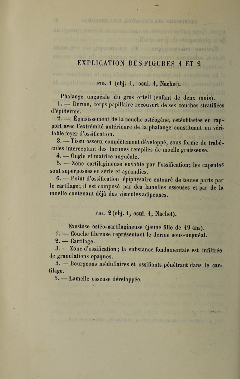 fig. 1 (obj. 1, ocul. 1, Nachet). k . /» | r - t ,, Phalange unguéale du gros orteil (enfant de deux mois). Derme, corps papillaire recouvert de ses couches stratifiées d’épiderme. 2. Épaisissement de la couche ostéogène, ostéoblastes en rap¬ port avec 1 extrémité antérieure de la phalange constituant un véri¬ table foyer d’ossification. Tissu osseux complètement développé, sous forme de trabé¬ cules interceptant des lacunes remplies de moelle graisseuse. 4. — Ongle et matrice unguéale. 5* Zone cartilagineuse envahie par l’ossification; les capsules sont superposées en série et agrandies. fi* Point d ossification épiphysaire entouré de toutes parts par le cartilage; il est composé par des lamelles osseuses et par de la moelle contenant déjà des visicules adipeuses. fig. 2 (obj. 1, ocul. 1, Nachet). Exostose ostéo-cartilagineuse (jeune fille de 19 ans). 4* — Couche fibreuse représentant le derme sous-unguéal. 2. — Cartilage. 3. — Zone d’ossification ; la substance fondamentale est infiltrée de granulations opaques. 4. — Bourgeons médullaires et ossifiants pénétrant dans le car¬ tilage. 5. — Lamelle osseuse développée.