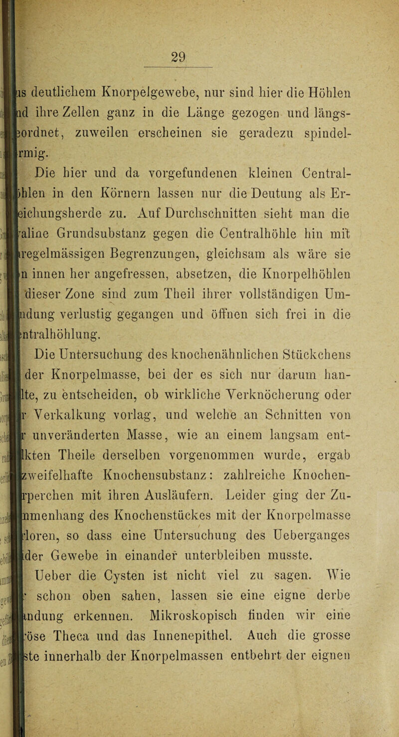 ns deutlichem Knorpelgewebe, nur sind hier die Höhlen nd ihre Zellen ganz in die Länge gezogen und längs- pordnet, zuweilen erscheinen sie geradezu spindel- rmig. Die hier und da Vorgefundenen kleinen Central- phlen in den Körnern lassen nur die Deutung als Er- pichungsherde zu. Auf Durchschnitten sieht man die raline Grundsubstanz gegen die Centralhöhle hin mit iregelmässigen Begrenzungen, gleichsam als wäre sie In innen her angefressen, absetzen, die Knorpelhöhlen dieser Zone sind zum Theii ihrer vollständigen Um¬ ladung verlustig gegangen und öffnen sich frei in die Intralhöhlung. I Die Untersuchung des knochenähnlichen Stückchens I der Knorpelmasse, bei der es sich nur darum han- llte, zu entscheiden, ob wirkliche Verknöcherung oder ir Verkalkung vorlag, und welche an Schnitten von Ir unveränderten Masse, wie an einem langsam ent- Ikten Theile derselben vorgenommen wurde, ergab ■zweifelhafte Knochensubstanz: zahlreiche Knochen- Irperchen mit ihren Ausläufern. Leider ging der Zu- Inmenhang des Knochenstückes mit der Knorpelmasse l’loren, so dass eine Untersuchung des Ueberganges ■der Gewebe in einander unterbleiben musste. I Ueber die Cysten ist nicht viel zu sagen. Wie r schon oben sahen, lassen sie eine eigne derbe Bindung erkennen. Mikroskopisch finden wir eine ll'öse Theca und das Innenepithel. Auch die grosse te innerhalb der Knorpelmassen entbehrt der eignen