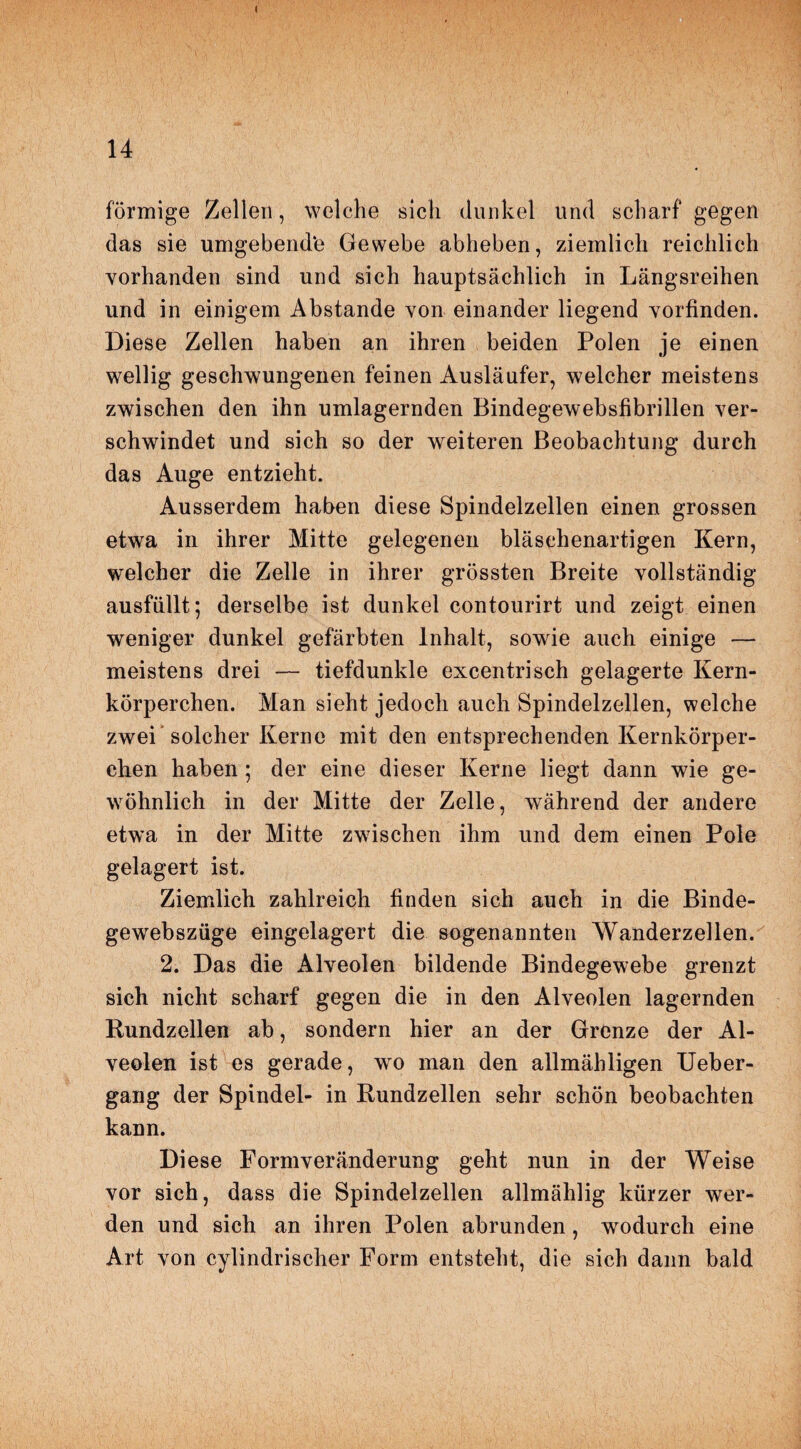 14 förmige Zellen, welche sich dunkel und scharf gegen das sie umgehende Gewebe abheben, ziemlich reichlich vorhanden sind und sich hauptsächlich in Längsreihen und in einigem Abstande von einander liegend vorfinden. Diese Zellen haben an ihren beiden Polen je einen wellig geschwungenen feinen Ausläufer, welcher meistens zwischen den ihn umlagernden Bindegewebsfibrillen ver¬ schwindet und sich so der weiteren Beobachtung durch das Auge entzieht. Ausserdem haben diese Spindelzellen einen grossen etwa in ihrer Mitte gelegenen bläschenartigen Kern, welcher die Zelle in ihrer grössten Breite vollständig ausfüllt; derselbe ist dunkel contourirt und zeigt einen weniger dunkel gefärbten Inhalt, sowie auch einige — meistens drei — tiefdunkle excentrisch gelagerte Kern¬ körperchen. Man sieht jedoch auch Spindelzellen, welche zwei solcher Kerne mit den entsprechenden Kernkörper¬ chen haben ; der eine dieser Kerne liegt dann wie ge¬ wöhnlich in der Mitte der Zelle, während der andere etwa in der Mitte zwischen ihm und dem einen Pole gelagert ist. Ziemlich zahlreich finden sich auch in die Binde- gewebszüge eingelagert die sogenannten Wanderzellen. 2. Das die Alveolen bildende Bindegewebe grenzt sich nicht scharf gegen die in den Alveolen lagernden Rundzellen ab, sondern hier an der Grenze der Al¬ veolen ist es gerade, wo man den allmähligen Ueber- gang der Spindel- in Rundzellen sehr schön beobachten kann. Diese Formveränderung geht nun in der Weise vor sich, dass die Spindelzellen allmählig kürzer wer¬ den und sich an ihren Polen abrunden, wodurch eine Art von cylindrischer Form entsteht, die sich dann bald