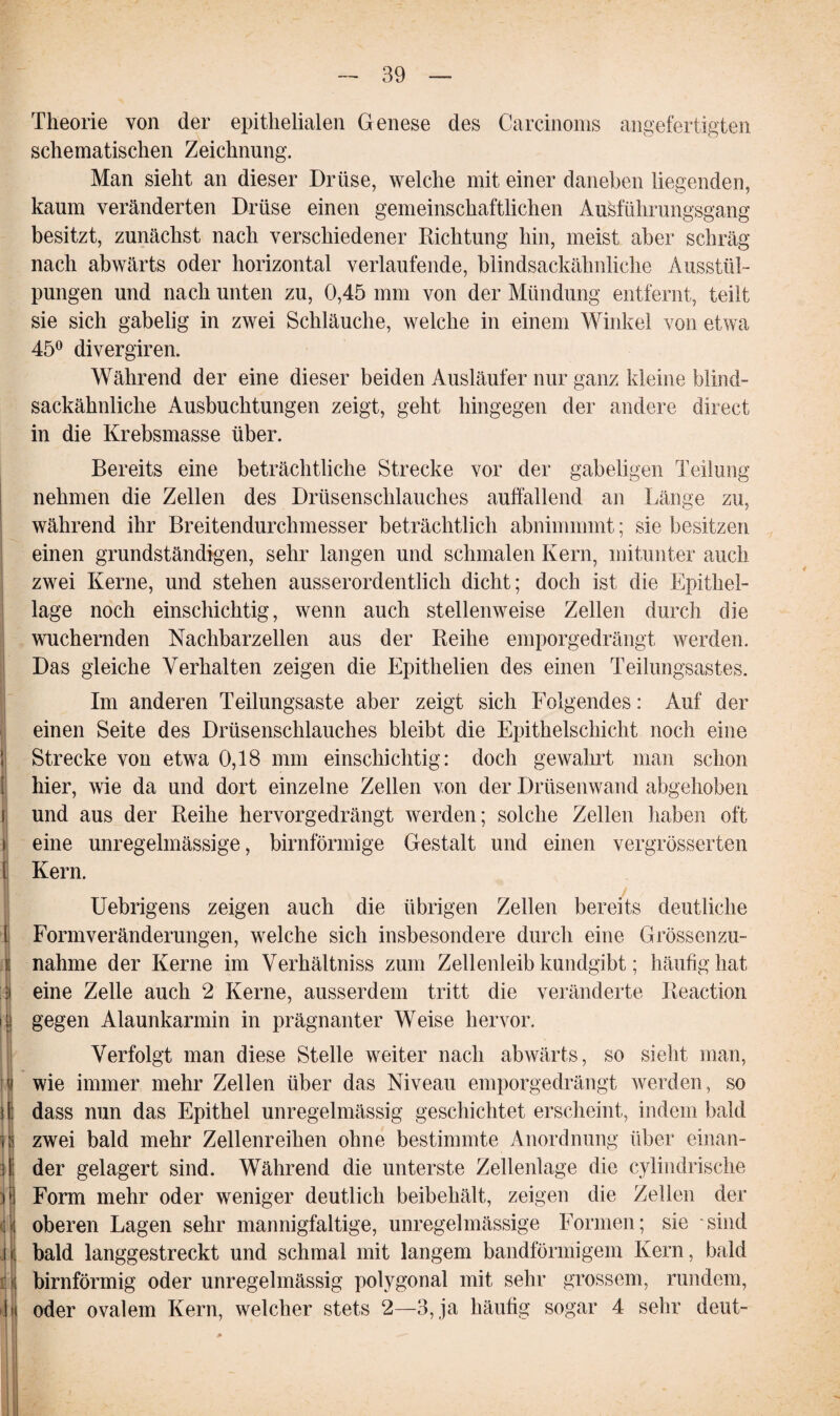Theorie von der epithelialen Genese des Carcinoms angefertigten schematischen Zeichnung. Man sieht an dieser Drüse, welche mit einer daneben liegenden, kaum veränderten Drüse einen gemeinschaftlichen Ausführungsgang besitzt, zunächst nach verschiedener Richtung hin, meist aber schräg nach abwärts oder horizontal verlaufende, blindsackähnliche Ausstül¬ pungen und nach unten zu, 0,45 mm von der Mündung entfernt, teilt sie sich gabelig in zwei Schläuche, welche in einem Winkel von etwa 45° divergiren. Während der eine dieser beiden Ausläufer nur ganz kleine blind¬ sackähnliche Ausbuchtungen zeigt, geht hingegen der andere direct in die Krebsmasse über. Bereits eine beträchtliche Strecke vor der gabeligen Teilung nehmen die Zellen des Drüsenschlauches auffallend an Länge zu, während ihr Breitendurchmesser beträchtlich abnimmmt; sie besitzen einen grundständigen, sehr langen und schmalen Kern, mitunter auch zwei Kerne, und stehen ausserordentlich dicht; doch ist die Epithel¬ lage noch einschichtig, wenn auch stellenweise Zellen durch die wuchernden Nachbarzellen aus der Reihe emporgedrängt werden. Das gleiche Verhalten zeigen die Epithelien des einen Teilungsastes. Im anderen Teilungsaste aber zeigt sich Folgendes: Auf der einen Seite des Drüsenschlauches bleibt die Epithelschicht noch eine Strecke von etwa 0,18 mm einschichtig: doch gewahrt man schon hier, wie da und dort einzelne Zellen von der Drüsenwand abgehoben | und aus der Reihe hervorgedrängt werden; solche Zellen haben oft eine unregelmässige, bimförmige Gestalt und einen vergrösserten l Kern. Uebrigens zeigen auch die übrigen Zellen bereits deutliche I Formveränderungen, welche sich insbesondere durch eine Grössenzu- i nähme der Kerne im Verhältnis zum Zellenleib kundgibt; häufig hat '.'i eine Zelle auch 2 Kerne, ausserdem tritt die veränderte Reaction i| gegen Alaunkarmin in prägnanter Weise hervor. 1 i 3 ) l : I Verfolgt man diese Stelle weiter nach abwärts, so sieht man, wie immer mehr Zellen über das Niveau emporgedrängt werden, so dass nun das Epithel unregelmässig geschichtet erscheint, indem bald zwei bald mehr Zellenreihen ohne bestimmte Anordnung über einan¬ der gelagert sind. Während die unterste Zellenlage die cylindrische Form mehr oder weniger deutlich beibehält, zeigen die Zellen der oberen Lagen sehr mannigfaltige, unregelmässige Formen; sie sind bald langgestreckt und schmal mit langem bandförmigem Kern, bald bimförmig oder unregelmässig polygonal mit sehr grossem, rundem, oder ovalem Kern, welcher stets 2—3, ja häufig sogar 4 sehr deut-