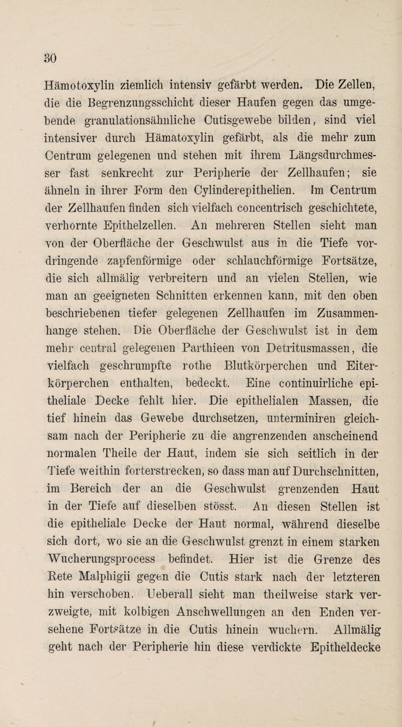 Hämotoxylin ziemlich, intensiv gefärbt werden* Die Zellen, die die Begrenzungsschicht dieser Haufen gegen das umge¬ bende granulationsähnliche Cutisgewebe bilden, sind viel intensiver durch Hämatoxylin gefärbt, als die mehr zum Centrum gelegenen und stehen mit ihrem Längsdurchmes¬ ser fast senkrecht zur Peripherie der Zellhaufen; sie ähneln in ihrer Form den Cylinderepithelien. Im Centrum der Zellhaufen finden sich vielfach concentrisch geschichtete, verhornte Epithelzellen. An mehreren Stellen sieht man von der Oberfläche der Geschwulst aus in die Tiefe vor¬ dringende zapfenförmige oder schlauchförmige Fortsätze, die sich allmälig verbreitern und an vielen Stellen, wie man an geeigneten Schnitten erkennen kann, mit den oben beschriebenen tiefer gelegenen Zellhaufen im Zusammen¬ hänge stehen. Die Oberfläche der Geschwulst ist in dem mehr central gelegenen Parthieen von Detritusmassen, die vielfach geschrumpfte rothe Blutkörperchen und Eiter¬ körperchen enthalten, bedeckt. Eine continuirliche epi¬ theliale Decke fehlt hier. Die epithelialen Massen, die tief hinein das Gewebe durchsetzen; unterminiren gleich¬ sam nach der Peripherie zu die angrenzenden anscheinend normalen Theile der Haut, indem sie sich seitlich in der Tiefe weithin forterstrecken, so dass man auf Durchschnitten, im Bereich der an die Geschwulst grenzenden Haut in der Tiefe auf dieselben stösst. An diesen Stellen ist die epitheliale Decke der Haut normal; während dieselbe sich dort, wo sie an die Geschwulst grenzt in einem starken Wucherungsprocess befindet. Hier ist die Grenze des Bete Malphigii gegen die Cutis stark nach der letzteren hin verschoben. Feberall sieht man theilweise stark ver¬ zweigte, mit kolbigen Anschwellungen an den Enden ver¬ sehene Fortsätze in die Cutis hinein wuchern. Allmälig geht nach der Peripherie hin diese verdickte Epitheldecke