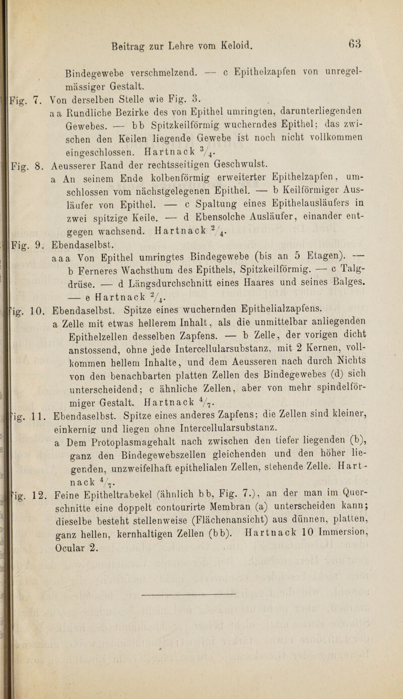 Bindegewebe verschmelzend. — c Epithelzapfen von unregel¬ mässiger Gestalt. Fig. 7. Von derselben Stelle wie Fig. 3. aa Rundliche Bezirke des von Epithel umringten, darunterliegenden Gewebes. — bb Spitzkeilförmig wucherndes Epithel; das zwi¬ schen den Keilen liegende Gewebe ist noch nicht vollkommen eingeschlossen. Hartnack Fig. 8. Aeusserer Rand der rechtsseitigen Geschwulst. a An seinem Ende kolbenförmig erweiterter Epithelzapfen, um¬ schlossen vom nächstgelegenen Epithel. — b Keilförmiger Aus¬ läufer von Epithel. — c Spaltung eines Epithelausläufers in zwei spitzige Keile. — d Ebensolche Ausläufer, einander ent¬ gegen wachsend. Hartnack 2 4. Fig. 9. Ebendaselbst. aaa Von Epithel umringtes Bindegewebe (bis an 5 Etagen). — b Ferneres Wachsthum des Epithels, Spitzkeilförmig. —■ c Talg¬ drüse. — d Längsdurchschnitt eines Haares und seines Balges. — e Hartnack 2/4. iig. 10. Ebendaselbst. Spitze eines wuchernden Epithelialzapfens. a. Zelle mit etwas hellerem Inhalt, als die unmittelbar anliegenden Epithelzellen desselben Zapfens. — b Zelle, der vorigen dicht anstossend, ohne jede Intercellularsubstanz, mit 2 Kernen, voll¬ kommen hellem Inhalte, und dem Aeusseren nach durch Mchts von den benachbarten platten Zellen des Bindegewebes (d) sich unterscheidend; c ähnliche Zellen, aber von mehr spindelför¬ miger Gestalt. Hartnack 4/7. Iig. 11. Ebendaselbst. Spitze eines anderes Zapfens; die Zellen sind kleiner, einkernig und liegen ohne Intercellularsubstanz, a Dem Protoplasmagehalt nach zwischen den tiefer liegenden (b), ganz den Bindegewebszellen gleichenden und den höher lie¬ genden. unzweifelhaft epithelialen Zellen, stehende Zelle. Idart- nack 4/'t [ig. 12. Feine Epitheltrabekel (ähnlich bb, Fig. 7.), an der man im Quer¬ schnitte eine doppelt contourirte Membran (a) unterscheiden kann; dieselbe besteht stellenweise (Flächenansicht) aus dünnen, platten, ganz hellen, kernhaltigen Zellen (bb). Hartnack 10 Immersion, Ocular 2.