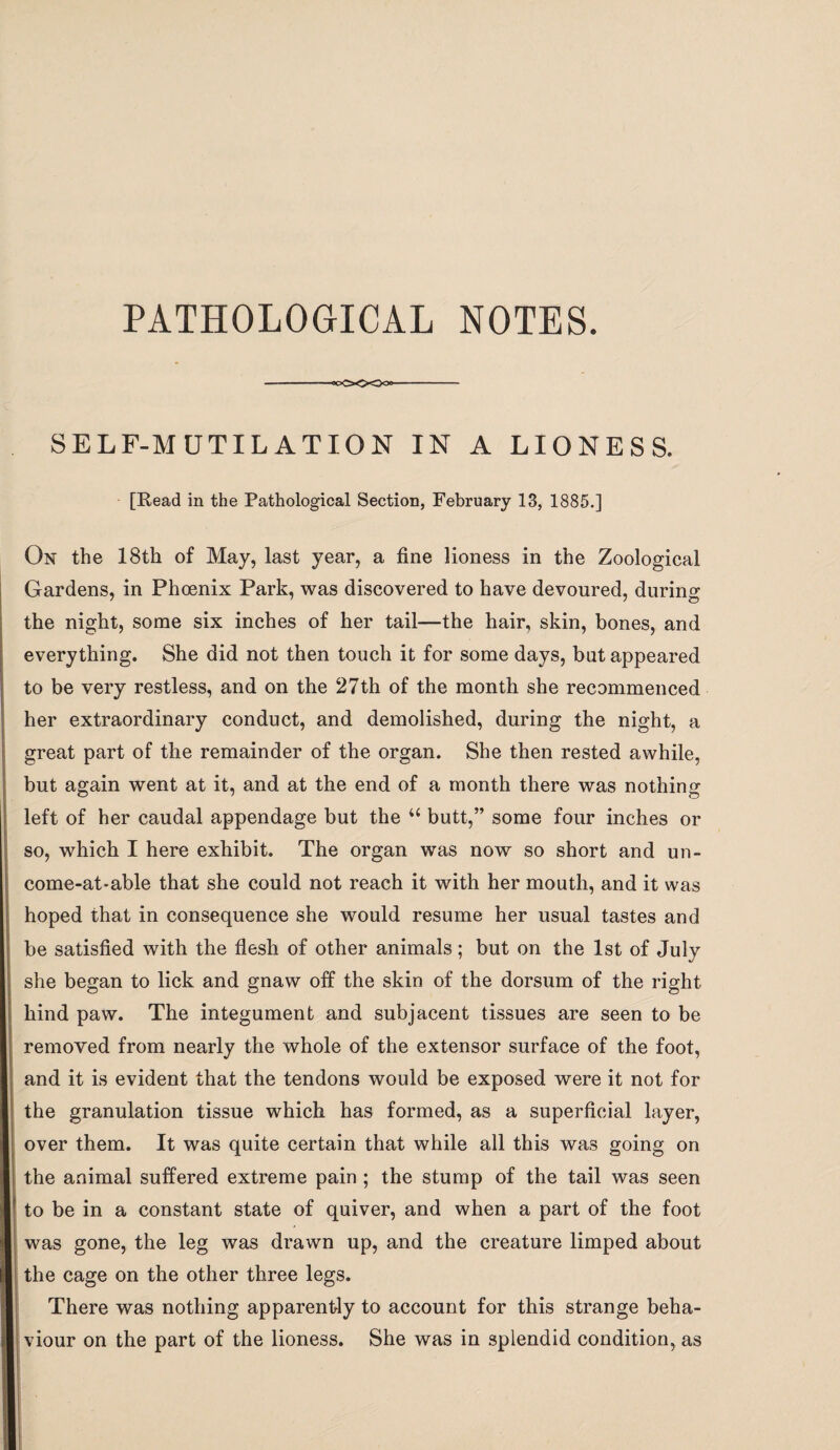 SELF-MUTILATION IN A LIONESS. [Read in the Pathological Section, February 13, 1885.] On the 18th of May, last year, a fine lioness in the Zoological Gardens, in Phoenix Park, was discovered to have devoured, during the night, some six inches of her tail—the hair, skin, bones, and everything. She did not then touch it for some days, but appeared to be very restless, and on the 27th of the month she recommenced her extraordinary conduct, and demolished, during the night, a great part of the remainder of the organ. She then rested awhile, but again went at it, and at the end of a month there was nothing left of her caudal appendage but the “ butt,” some four inches or so, which I here exhibit. The organ was now so short and un¬ come-at-able that she could not reach it with her mouth, and it was hoped that in consequence she would resume her usual tastes and be satisfied with the flesh of other animals; but on the 1st of July she began to lick and gnaw off the skin of the dorsum of the right hind paw. The integument and subjacent tissues are seen to be removed from nearly the whole of the extensor surface of the foot, and it is evident that the tendons would be exposed were it not for the granulation tissue which has formed, as a superficial layer, over them. It was quite certain that while all this was going on the animal suffered extreme pain ; the stump of the tail was seen to be in a constant state of quiver, and when a part of the foot was gone, the leg was drawn up, and the creature limped about the cage on the other three legs. There was nothing apparently to account for this strange beha¬ viour on the part of the lioness. She was in splendid condition, as