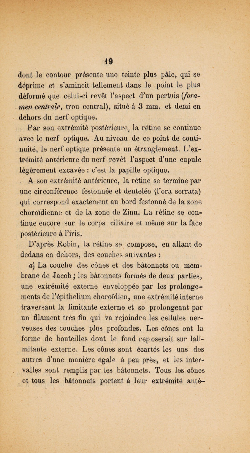 dont le contour présente une teinte plus pâle, qui se déprime et s’amincit tellement dans le point le plus déformé que celui-ci revêt l’aspect d’un pertuis [fora¬ men centrale, trou central), situé à 3 mm. et demi en dehors du nerf optique. Par son extrémité postérieure? la rétine se continue avec le nerf optique. Au niveau de ce point de conti¬ nuité, le nerf optique présente un étranglement. L’ex¬ trémité antérieure du nerf revêt l’aspect d’une cupule légèrement excavée : c’est la papille optique. A son extrémité antérieure, la rétine se termine par une circonférence festonnée et dentelée (Fora serrata) qui correspond exactement au bord festonné de la zone choroïdienne et de la zone de Zinn. La rétine se con* tinue encore sur le corps ciliaire et même sur la face postérieure à l’iris. D’après Robin, la rétine se compose, en allant de dedans en dehors, des couches suivantes : a) La couche des cônes et des bâtonnets ou mem¬ brane de Jacob ; les bâtonnets formés de deux parties, une extrémité externe enveloppée par les prolonge¬ ments de l’épithelium choroïdien, une extrémité interne traversant la limitante externe et se prolongeant par un filament très fin qui va rejoindre les cellules ner¬ veuses des couches plus profondes. Les cônes ont la forme de bouteilles dont le fond rep oserait sur lali- mitante externe. Les cônes sont écartés les uns des autres d’une manière égale à peu près, et les inter¬ valles sont remplis par les bâtonnets. Tous les cônes et tous les bâtonnets portent à leur extrémité anté-