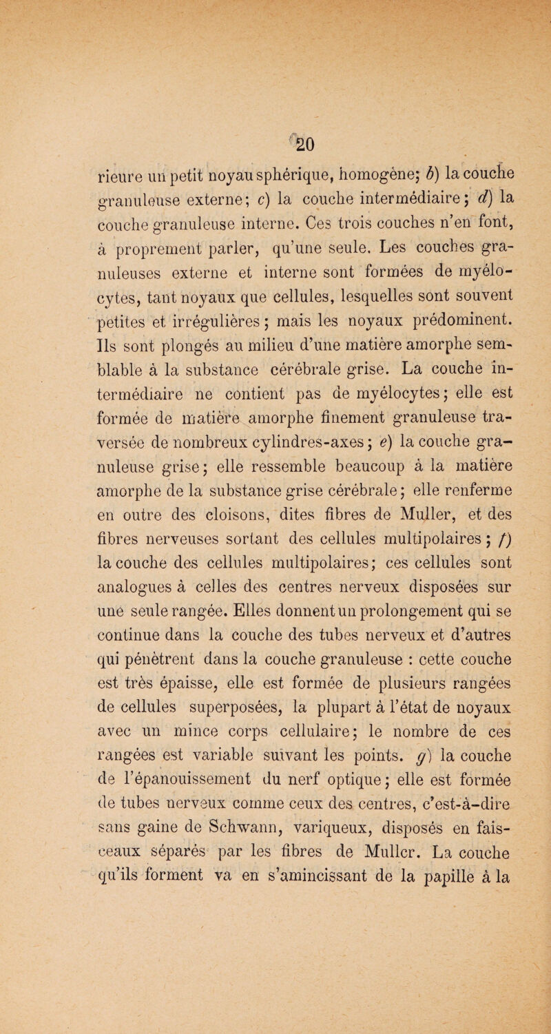 rieure un petit noyau sphérique, homogène; b) la couche granuleuse externe; c) la couche intermédiaire; d) la couche granuleuse interne. Ces trois couches n’en font, à proprement parler, qu’une seule. Les couches gra¬ nuleuses externe et interne sont formées de myélo¬ cytes, tant noyaux que cellules, lesquelles sont souvent petites et irrégulières ; mais les noyaux prédominent. Ils sont plongés au milieu d’une matière amorphe sem¬ blable à la substance cérébrale grise. La couche in¬ termédiaire ne contient pas de myélocytes ; elle est formée de matière amorphe finement granuleuse tra¬ versée de nombreux cylindres-axes ; e) la couche gra¬ nuleuse grise; elle ressemble beaucoup à la matière amorphe de la substance grise cérébrale; elle renferme en outre des cloisons, dites fibres de Muller, et des fibres nerveuses sortant des cellules multipolaires ; f) la couche des cellules multipolaires ; ces cellules sont analogues à celles des centres nerveux disposées sur une seule rangée. Elles donnent un prolongement qui se continue dans la couche des tubes nerveux et d’autres qui pénètrent dans la couche granuleuse : cette couche est très épaisse, elle est formée de plusieurs rangées de cellules superposées, la plupart à l’état de noyaux avec un mince corps cellulaire; le nombre de ces rangées est variable suivant les points, g) la couche de l’épanouissement du nerf optique ; elle est formée de tubes nerveux comme ceux des centres, c’est-à-dire sans gaine de Schwann, variqueux, disposés en fais¬ ceaux séparés par les fibres de Muller. La couche qu’ils forment va en s’amincissant de la papille à la