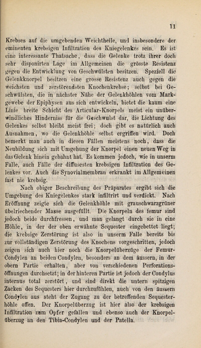 Krebses auf die umgebenden Weichtheile, und insbesondere der eminenten krebsigen Infiltration des Kniegelenkes sein. Es ist eine interessante Thatsache, dass die Gelenke trotz ihrer doch sehr disponirten Lage im Allgemeinen die grösste Resistenz gegen die Entwicklung von Geschwülsten besitzen. Speziell die Gelenkknorpel besitzen eine grosse Resistenz auch gegen die weichsten und zerstörendsten Knochenkrebse; selbst bei Ge¬ schwülsten, die in nächster Nähe der Gelenkhöhlen vom Mark¬ gewebe der Epiphysen aus sich entwickeln, bietet die kaum eine Linie breite Schicht des Articular-Knorpels meist ein unüber¬ windliches Hinderniss für die Geschwulst dar, die Lichtung des Gelenkes selbst bleibt meist frei; doch gibt es natürlich auch Ausnahmen, wo die Gelenkhöhle selbst ergriffen wird. Doch bemerkt man auch in diesen Fällen meistens noch , dass die Neubildung sich mit Umgehung der Knorpel einen neuen Weg in das Gelenk hinein gebahnt hat. Es kommen jedoch, wie in unsernr Falle, auch Fälle der diffusesten krebsigen Infiltration des Ge¬ lenkes vor. Auch die Synovialmembran erkrankt im Allgemeinen fast nie krebsig. Nach obiger Beschreibung des Präparates ergibt sich die Umgebung des Kniegelenkes stark infiltrirt und verdickt. Nach Eröffnung zeigte sich die Gelenkhöhle mit grauschwarzgrüner übelriechender Masse ausgefüllt. Die Knorpeln des femur sind jedoch beide durchfressen, und man gelangt durch sie in eine Höhle, in der der oben erwähnte Sequester eingebettet liegt; die krebsige Zerstörung ist also in uns er m Falle bereits bis zur vollständigen Zerstörung des Knochens vorgeschritten, jedoch zeigen sich auch hier noch die Knorpelüberzüge der Femur- Condylen an beiden Condylen, besonders an dem äüssern, in der obern Partie erhalten, aber von verschiedenen Perforations¬ öffnungen durchsetzt; in der hinteren Partie ist jedoch der Gondylus internus total zerstört, und sind direkt die untern spitzigen Zacken des Sequesters hier durchzufühlen, auch von den äussern Condylen aus steht der Zugang zu der betreffenden Sequester¬ höhle offen. Der Knorpelüberzug ist hier also der krebsigen Infiltration zum Opfer gefallen und ebenso auch der Knorpel¬ überzug an den Tibia-Condylen und der Patella. ’ - t