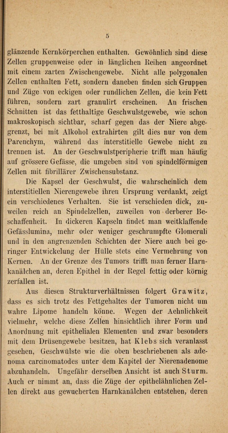 glänzende Kernkörperchen enthalten. Gewöhnlich sind diese Zellen gruppenweise oder in länglichen Reihen angeordnet mit einem zarten Zwischengewebe. Nicht alle polygonalen Zellen enthalten Fett, sondern daneben finden sich Gruppen und Züge von eckigen oder rundlichen Zellen, die kein Fett führen, sondern zart granulirt erscheinen. An frischen Schnitten ist das fetthaltige Geschwulstgewebe, wie schon makroskopisch sichtbar, scharf gegen das der Niere abge¬ grenzt, bei mit Alkohol extrahirten gilt dies nur von dem Parenchym, während das interstitielle Gewebe nicht zu trennen ist. An der Geschwulstperipherie trifft man häufig auf grössere Gefässe, die umgeben sind von spindelförmigen Zellen mit fibrillärer Zwischensubstanz. Die Kapsel der Geschwulst, die wahrscheinlich dem interstitiellen Nierengewebe ihren Ursprung verdankt, zeigt ein verschiedenes Verhalten. Sie ist verschieden dick, zu¬ weilen reich an Spindelzellen, zuweilen von derberer Be¬ schaffenheit. In dickeren Kapseln findet man weitklaffende Gefässlumina, mehr oder weniger geschrumpfte Glomeruli und in den angrenzenden Schichten der Niere auch bei ge¬ ringer Entwickelung der Hülle stets eine Vermehrung von Kernen. An der Grenze des Tumors trifft man ferner Harn¬ kanälchen an, deren Epithel in der Regel fettig oder körnig zerfallen ist. Aus diesen Struktur Verhältnissen folgert Grawitz, dass es sich trotz des Fettgehaltes der Tumoren nicht um wahre Lipome handeln könne. Wegen der Aehnlichkeit vielmehr, welche diese Zellen hinsichtlich ihrer Form und Anordnung mit epithelialen Elementen und zwar besonders mit dem Drüsengewebe besitzen, hat Klebs sich veranlasst gesehen, Geschwülste wie die oben beschriebenen als ade- noma carcinomatodes unter dem Kapitel der Nierenadenome abzuhandeln. Ungefähr derselben Ansicht ist auch Sturm. Auch er nimmt an, dass die Züge der epithelähnlichen Zel¬ len direkt aus gewucherten Harnkanälchen entstehen, deren
