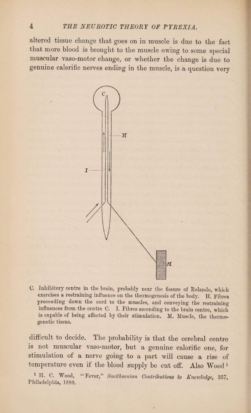 altered tissue change that goes on in muscle is due to the fact that more blood is brought to the muscle owing to some special muscular vaso-motor change, or whether the change is due to genuine calorific nerves ending in the muscle, is a question very C. Inhibitory centre in the brain, probably near the fissure of Rolando, which exercises a restraining influence on the thermogenesis of the body. H. Fibres proceeding down the cord to the muscles, and conveying the restraining influences from the centre C. I. Fibres ascending to the brain centre, which is capable of being affected by their stimulation. M. Muscle, the thermo- genetic tissue. difficult to decide. The probability is that the cerebral centre is not muscular vaso-motor, but a genuine calorific one, for stimulation of a nerve going to a part will cause a rise of temperature even if the blood supply be cut off. Also Wood1 1 H. C. Wood, “Fever,” Smithsonian Contributions to Knowledge, 357, Philadelphia, 1880.