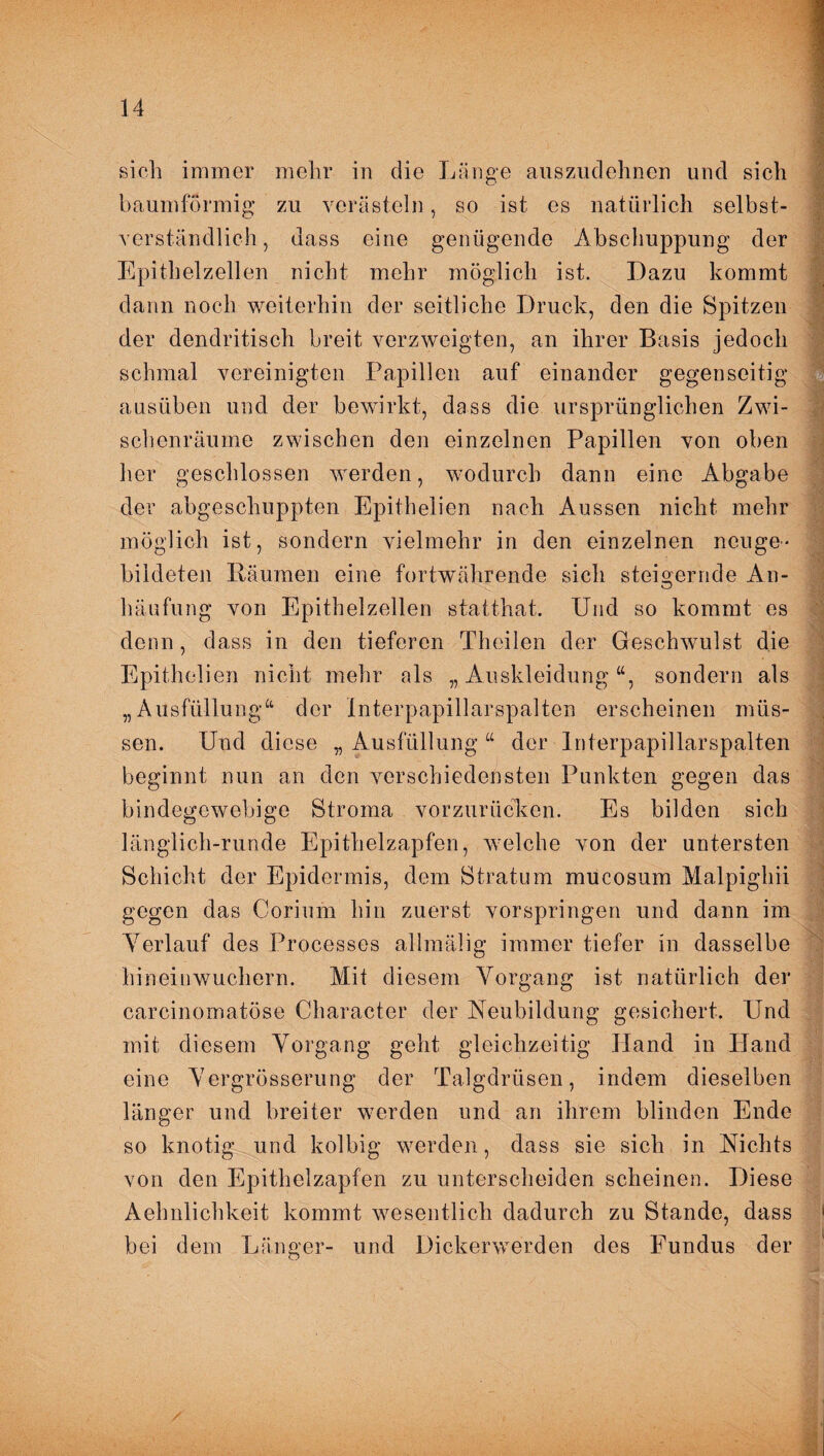 sich immer mehr in die Länge auszudehnen und sich baumförmig zu verästeln, so ist es natürlich selbst¬ verständlich , dass eine genügende Abschuppung der Epithelzellen nicht mehr möglich ist. Dazu kommt dann noch weiterhin der seitliche Druck, den die Spitzen der dendritisch breit verzweigten, an ihrer Basis jedoch schmal vereinigten Papillen auf einander gegenseitig ausüben und der bewirkt, dass die ursprünglichen Zwi¬ schenräume zwischen den einzelnen Papillen von oben her geschlossen werden, wodurch dann eine Abgabe der abgeschuppten Epithelien nach Aussen nicht mehr möglich ist, sondern vielmehr in den einzelnen neuge* bildeten Bäumen eine fortwährende sich steigernde An- häufung von Epithelzellen statthat. Und so kommt es denn, dass in den tieferen Theilen der Geschwulst die Epithelien nicht mehr als „ Auskleidung “, sondern als „Ausfüllung“ der Interpapillarspalten erscheinen müs¬ sen. Und diese „ Ausfüllung der Interpapillarspalten beginnt nun an den verschiedensten Punkten gegen das bindegewebige Stroma vorzurücken. Es bilden sich länglich-runde Epithelzapfen, welche von der untersten Schicht der Epidermis, dem Stratum mucosum Malpighii gegen das Corium hin zuerst vorspringen und dann im Verlauf des Processes allmälig immer tiefer in dasselbe hineinwuchern. Mit diesem Vorgang ist natürlich der carcinomatöse Gharacter der Neubildung gesichert. Und mit diesem Vorgang geht gleichzeitig Hand in Pfand eine Yergrösserung der Talgdrüsen, indem dieselben länger und breiter werden und an ihrem blinden Ende so knotig und kolbig werden, dass sie sich in Nichts von den Epithelzapfen zu unterscheiden scheinen. Diese Aehnlichkeit kommt wesentlich dadurch zu Stande, dass bei dem Länger- und Dickerwerden des Fundus der