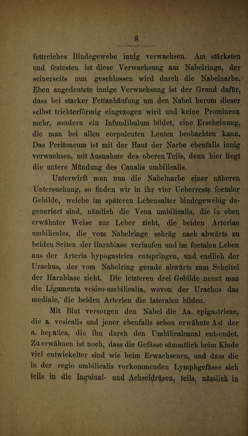 fettreiches Bindegewebe innig verwachsen. Am stärksten und festesten ist diese Verwachsung am Nabelringe, der seinerseits nun geschlossen wird durch die Nabelnarbe. • Eben angedeutete innige Verwachsung ist der Grund dafür, dass bei starker Fetfanhäufung um den Nabel herum dieser selbst trichterförmig eingezogen wird und keine Prominenz mehr, sondern ein Infundibulum bildet, eine Erscheinung, die man bei allen corpulenten Leuten beobachten kann. Das Peritoneum ist mit der Haut der Narbe ebenfalls innig verwachsen, mit Ausnahme des oberen Teils, denn hier liegt die untere Mündung des Canalis umbilicalis. Unterwirft man nim die Nabelnarbe einer näheren Untersuchung, so finden wir in ihr vier Ueberreste foetaler Gebilde, welche im späteren Lebensalter bindegewebig de¬ generiert sind, nämlich die Vena umbilicalis, die in oben erwähnter Weise zur Leber zieht, die beiden Arteriae umbilicales, die vom Nabelringe schräg nach abwärts zu beiden Seiten der Harnblase verlaufen und im foetalen Leben aus der Arteria hypogastrica entspringen, und endlich der Urachus, der vom Nabelring gerade abwärts zum Scheitel der Harnblase zieht. Die letzteren drei Gebilde nennt man die Ligamenta vesico-umbilicalia, wovon der Urachus das mediale,' die beiden Arterien die lateralen bilden. Mit Blut versorgen den Nabel die Aa. epigastricae, die a. vesicalis und jener ebenfalls schon erwähnte Ast der a. hepatica, die ihn durch den Umbilicalcanal entsendet. Zu erwähnen ist noch, dass die Gefässe sämmtlich beim Kinde viel entwickelter sind wie beim Erwachsenen, und dass die in der regio umbilicalis vorkommenden Lymphgefässe sich teils in die Inguinal- und Achseldrüsen, teils, nämlich in