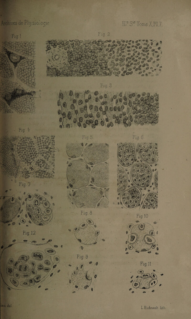 IIIe Sie Tome X.P1.7. Archives de Physjoîoqjc -#î* WîlMaf $$$% ■[ •• ^*WWS86£ ' ïaru del. L.Bideaalt Iith