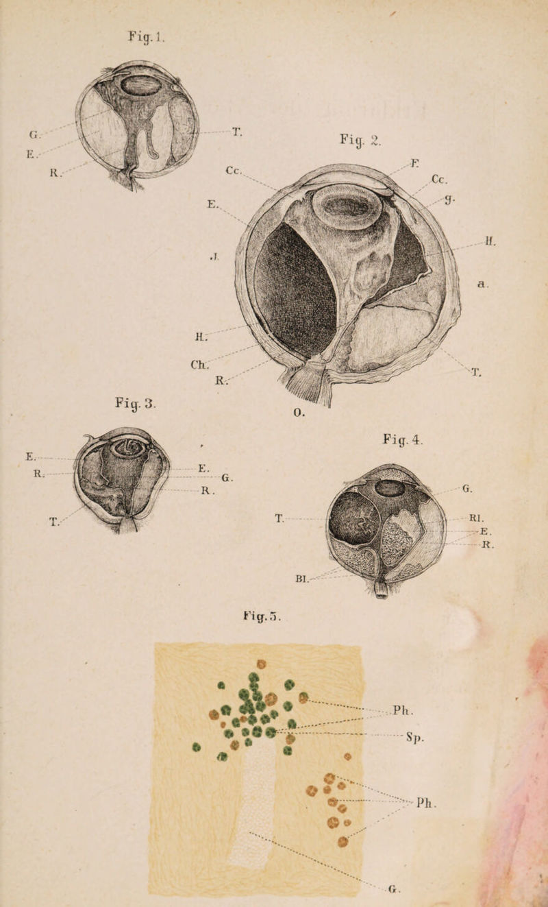 Fig.l.