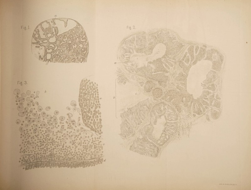 Fi6.3 'y^ • ® /€';\it® ^ üS®'’« 1^ #^<i:->J©»« <5' <3?,^ 5® o »vjy ■% ' ‘V 1^ C //M R A r.fihri/s^er Ber 1