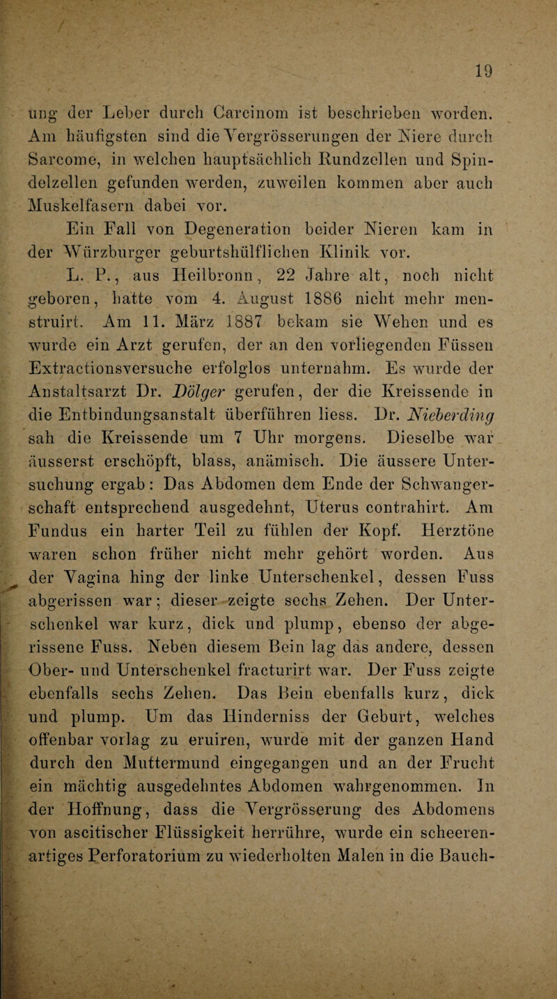 ung der Leber durch Carcinom ist beschrieben worden. Am häufigsten sind die Yergrösserungen der Niere durch Sarcome, in welchen hauptsächlich Rundzellen und Spin¬ delzellen gefunden werden, zuweilen kommen aber auch Muskelfasern dabei vor. Ein Fall von Degeneration beider Nieren kam in der Würzburger geburtshülfliclien Klinik vor. L. P., aus Heilbronn, 22 Jahre alt, noch nicht geboren, hatte vom 4. August 1886 nicht mehr men- struirt. Am 11. März 1887 bekam sie Wehen und es wurde ein Arzt gerufen, der an den vorliegenden Füssen Extractionsversuche erfolglos unternahm. Es wurde der Anstaltsarzt Dr. D'ölger gerufen, der die Kreissende in die Entbindungsanstalt überführen liess. Dr. Nieberding sah die Kreissende um 7 Uhr morgens. Dieselbe war äusserst erschöpft, blass, anämisch. Die äussere Unter¬ suchung ergab: Das Abdomen dem Ende der Schwanger¬ schaft entsprechend ausgedehnt, Uterus contrahirt. Am Fundus ein harter Teil zu fühlen der Kopf. Herztöne waren schon früher nicht mehr gehört worden. Aus der Yagina hing der linke Unterschenkel, dessen Fuss abgerissen war; dieser zeigte sechs Zehen. Der Unter¬ schenkel war kurz, dick und plump, ebenso der abge¬ rissene Fuss. Neben diesem Bein lag das andere, dessen Ober- und Unterschenkel fracturirt war. Der Fuss zeigte ebenfalls sechs Zehen. Das Bein ebenfalls kurz, dick und plump. Um das Hinderniss der Geburt, welches offenbar vorlag zu eruiren, wurde mit der ganzen Hand durch den Muttermund eingegangen und an der Frucht ein mächtig ausgedehntes Abdomen wahrgenommen. In der Hoffnung, dass die Yergrösserung des Abdomens von ascitischer Flüssigkeit herrühre, wurde ein scheeren- artiges Perforatorium zu wiederholten Malen in die Bauch-