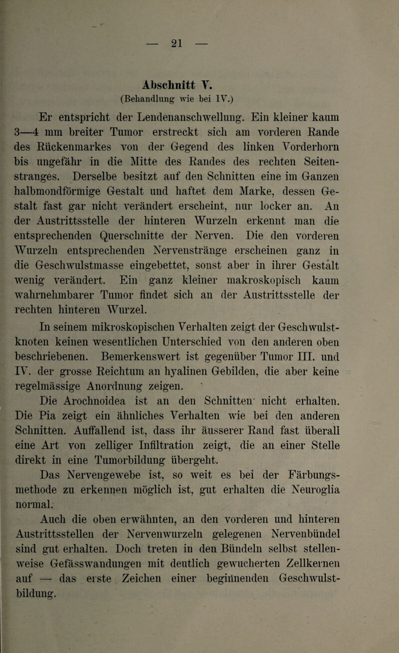 Abschnitt T. (Behandlung wie bei IV.) Er entspricht der Lendenanschwellung. Ein kleiner kaum 3—4 mm breiter Tumor erstreckt sich am vorderen Rande des Rückenmarkes von der Gegend des linken Vorderhorn bis ungefähr in die Mitte des Randes des rechten Seiten¬ stranges. Derselbe besitzt auf den Schnitten eine im Ganzen halbmondförmige Gestalt und haftet dem Marke, dessen Ge¬ stalt fast gar nicht verändert erscheint, nur locker an. An der Austrittsstelle der hinteren Wurzeln erkennt man die entsprechenden Querschnitte der Nerven. Die den vorderen Wurzeln entsprechenden Nervenstränge erscheinen ganz in die Geschwulstmasse eingebettet, sonst aber in ihrer Gestalt wenig verändert. Ein ganz kleiner makroskopisch kaum wahrnehmbarer Tumor findet sich an der Austrittsstelle der rechten hinteren Wurzel. In seinem mikroskopischen Verhalten zeigt der Geschwulst- knoten keinen wesentlichen Unterschied von den anderen oben beschriebenen. Bemerkenswert ist gegenüber Tumor III. und IV. der grosse Reichtum an hyalinen Gebilden, die aber keine regelmässige Anordnung zeigen. Die Arochnoidea ist an den Schnitten* nicht erhalten. Die Pia zeigt ein ähnliches Verhalten wie bei den anderen Schnitten. Auffallend ist, dass ihr äusserer Rand fast überall eine Art von zelliger Infiltration zeigt, die an einer Stelle direkt in eine Tumorbildung übergeht. Das Nervengewebe ist, so weit es bei der Färbungs¬ methode zu erkennen möglich ist, gut erhalten die Neuroglia normal. Auch die oben erwähnten, an den vorderen und hinteren Austrittsstellen der Nervenwurzeln gelegenen Nervenbündel sind gut erhalten. Doch treten in den Bündeln selbst stellen¬ weise Gefässwandungen mit deutlich gewucherten Zellkernen auf — das erste Zeichen einer beginnenden Geschwulst¬ bildung.