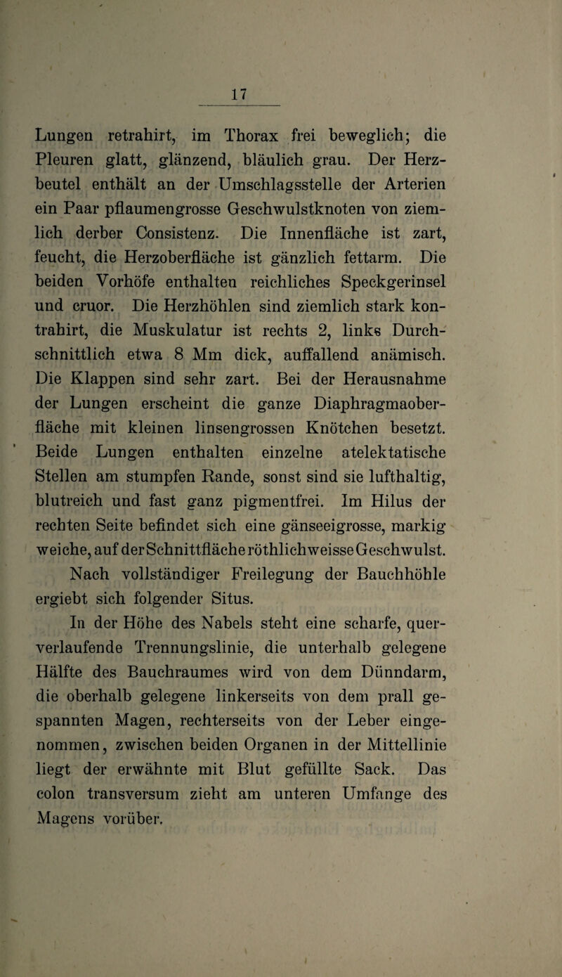 Lungen retrahirt, im Thorax frei beweglich; die Pleuren glatt, glänzend, bläulich grau. Der Herz¬ beutel enthält an der Umschlagsstelle der Arterien ein Paar pflaumengrosse Geschwulstknoten von ziem¬ lich derber Consistenz. Die Innenfläche ist zart, feucht, die Herzoberfläche ist gänzlich fettarm. Die beiden Vorhöfe enthalten reichliches Speckgerinsel und cruor. Die Herzhöhlen sind ziemlich stark kon- trahirt, die Muskulatur ist rechts 2, links Durch¬ schnittlich etwa 8 Mm dick, auffallend anämisch. Die Klappen sind sehr zart. Bei der Herausnahme der Lungen erscheint die ganze Diaphragmaober¬ fläche mit kleinen linsengrossen Knötchen besetzt. Beide Lungen enthalten einzelne atelektatische Stellen am stumpfen Rande, sonst sind sie lufthaltig, blutreich und fast ganz pigmentfrei. Im Hilus der rechten Seite befindet sich eine gänseeigrosse, markig weiche, auf der Schnittfläche röthlichweisse Geschwulst. Nach vollständiger Freilegung der Bauchhöhle ergiebt sich folgender Situs. In der Höhe des Nabels steht eine scharfe, quer¬ verlaufende Trennungslinie, die unterhalb gelegene Hälfte des Bauchraumes wird von dem Dünndarm, die oberhalb gelegene linkerseits von dem prall ge¬ spannten Magen, rechterseits von der Leber einge¬ nommen, zwischen beiden Organen in der Mittellinie liegt der erwähnte mit Blut gefüllte Sack. Das colon transversum zieht am unteren Umfange des Magens vorüber.