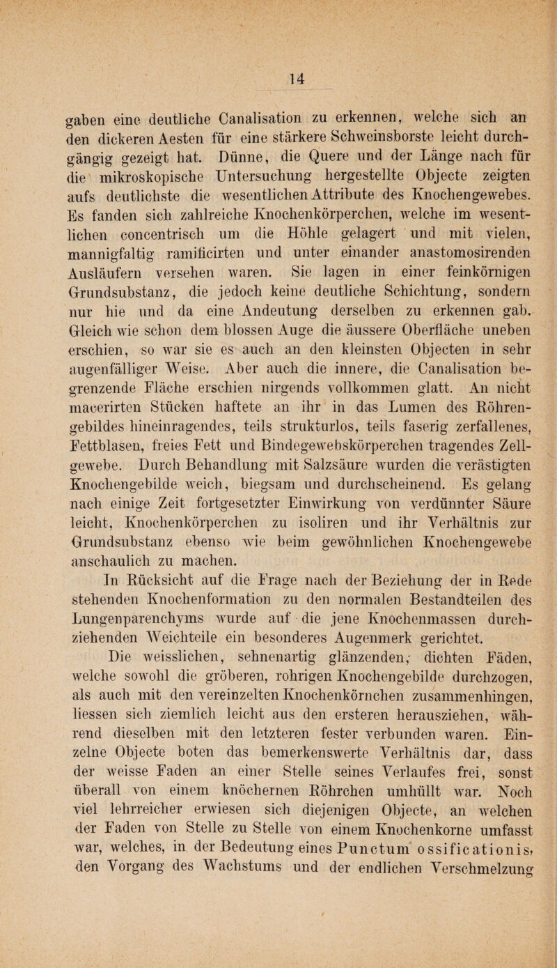 gaben eine deutliche Canalisation zu erkennen, welche sich an den dickeren Aesten für eine stärkere Schweinsborste leicht durch¬ gängig gezeigt hat. Dünne, die Quere und der Lange nach für die mikroskopische Untersuchung hergestellte Objecte zeigten aufs deutlichste die wesentlichen Attribute des Knochengewebes. Es fanden sich zahlreiche Knochenkörperchen, welche im wesent¬ lichen concentrisch um die Höhle gelagert und mit vielen, mannigfaltig ramiticirten und unter einander anastomosirenden Ausläufern versehen waren. Sie lagen in einer feinkörnigen Grundsubstanz, die jedoch keine deutliche Schichtung, sondern nur hie und da eine Andeutung derselben zu erkennen gab. Gleich wie schon dem blossen Auge die äussere Oberfläche uneben erschien, so war sie es auch an den kleinsten Objecten in sehr augenfälliger Weise. Aber auch die innere, die Canalisation be¬ grenzende Fläche erschien nirgends vollkommen glatt. An nicht macerirten Stücken haftete an ihr in das Lumen des Köhren¬ gebildes hineinragendes, teils strukturlos, teils faserig zerfallenes, Fettblasen, freies Fett und Bindegewebskörperchen tragendes Zell¬ gewebe. Durch Behandlung mit Salzsäure wurden die verästigten Knochengebilde weich, biegsam und durchscheinend. Es gelang nach einige Zeit fortgesetzter Einwirkung von verdünnter Säure leicht, Knochenkörperchen zu isoliren und ihr Verhältnis zur Grundsubstanz ebenso wie beim gewöhnlichen Knochengewebe anschaulich zu machen. In Kücksicht auf die Frage nach der Beziehung der in Rede stehenden Knochenformation zu den normalen Bestandteilen des Lungenparenchyms wurde auf die jene Knochenmassen durch¬ ziehenden Weichteile ein besonderes Augenmerk gerichtet. Die weisslichen, sehnenartig glänzenden,- dichten Fäden, welche sowohl die gröberen, rohrigen Knochengebilde durchzogen, als auch mit den vereinzelten Knochenkörnchen zusammenhingen, liessen sich ziemlich leicht aus den ersteren herausziehen, wäh¬ rend dieselben mit den letzteren fester verbunden waren. Ein¬ zelne Objecte boten das bemerkenswerte Verhältnis dar, dass der weisse Faden an einer Stelle seines Verlaufes frei, sonst überall von einem knöchernen Röhrchen umhüllt war. Noch viel lehrreicher erwiesen sich diejenigen Objecte, an welchen der Faden von Stelle zu Stelle von einem Knochenkorne umfasst war, welches, in der Bedeutung eines Punctum ossificationis, den Vorgang des Wachstums und der endlichen Verschmelzung