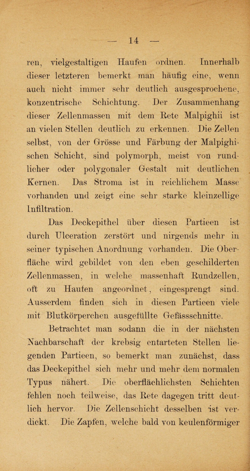 ren, vielgestaltigen Haufen ordnen. Innerhalb dieser letzteren bemerkt man häufig eine, wenn auch nicht immer sehr deutlich ausgesprochene, konzentrische Schichtung. Der Zusammenhang dieser Zellenmassen mit dem Rete Malpighii ist an vielen Stellen deutlich zu erkennen. Die Zellen selbst, von der Grösse und Färbung der Malpighi- schen Schicht, sind polymorph, meist von rund¬ licher oder polygonaler Gestalt mit deutlichen Kernen. Das Stroma ist in reichlichem Masse vorhanden und zeigt eine sehr starke kleinzellige Infiltration. Das Deckepithel über diesen Partieen ist durch Ulceration zerstört und nirgends mehr in seiner typischen Anordnung vorhanden. Die Ober¬ fläche wird gebildet von den eben geschilderten Zellenmassen, in welche massenhaft Rundzellen, oft zu Haufen an geordnet, eingesprengt sind. Ausserdem finden sich in diesen Partieen viele mit Blutkörperchen ausgefüllte Gefässschnitte. Betrachtet man sodann die in der nächsten Nachbarschaft der krebsig entarteten Stellen lie¬ genden Partieen, so bemerkt man zunächst, dass das Deckepithel sich mehr und mehr dem normalen Typus nähert. Die oberflächlichsten Schichten fehlen noch teilweise, das Rete dagegen tritt deut¬ lich hervor. Die Zellenschicht desselben ist ver¬ dickt. Die Zapfen, welche bald von keulenförmiger