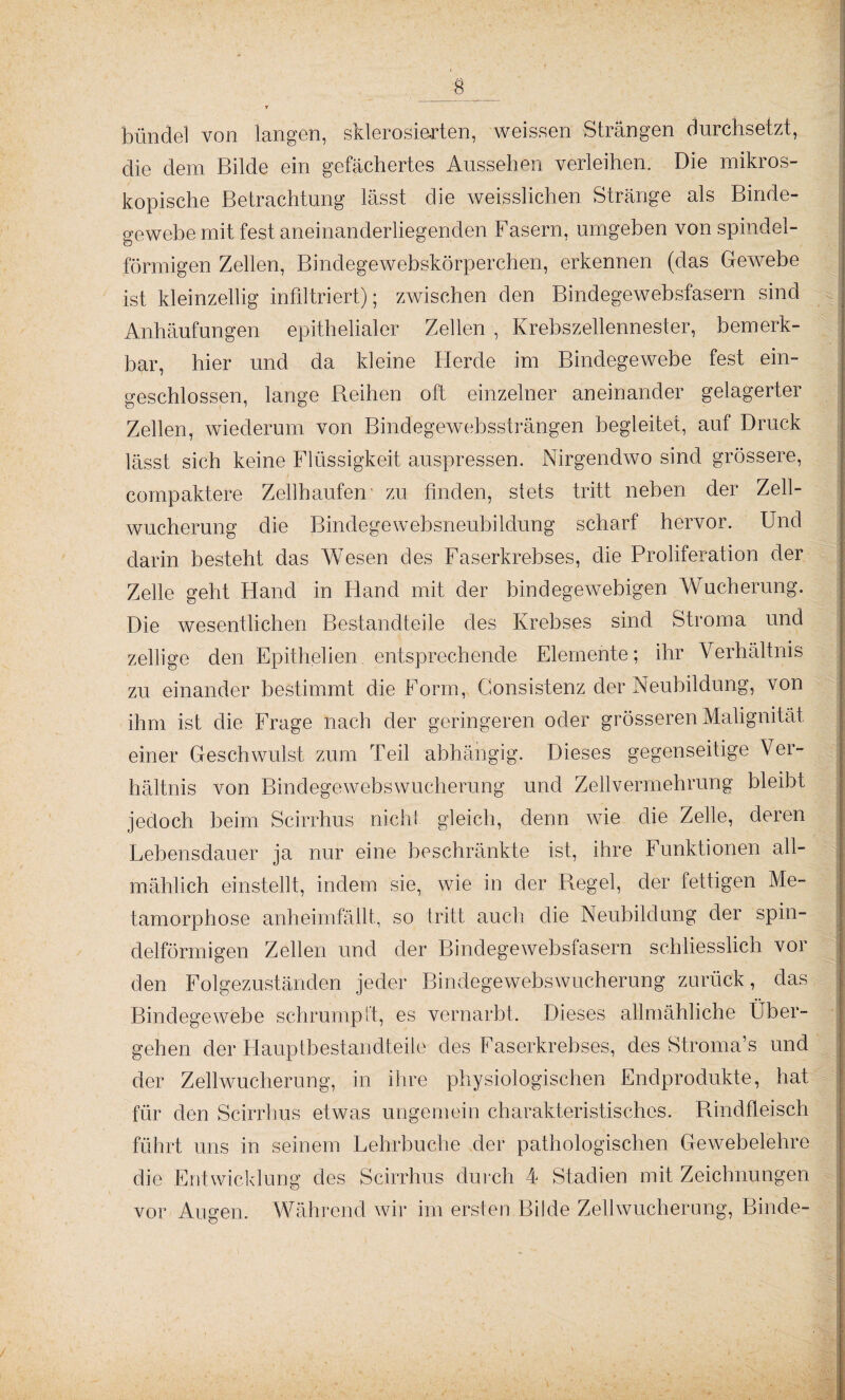 bündel von langen, sklerosierten, weissen Strängen durchsetzt, die dem Bilde ein gefächertes Aussehen verleihen. Die mikros¬ kopische Betrachtung lässt die weisslichen Stränge als Binde¬ gewebe mit fest aneinanderliegenden Fasern, umgeben von spindel¬ förmigen Zellen, Bindegewebskörperchen, erkennen (das Gewebe ist kleinzellig infiltriert); zwischen den Bindegewebsfasern sind Anhäufungen epithelialer Zellen , Krebszellennester, bemerk¬ bar, hier und da kleine Herde im Bindegewebe fest ein¬ geschlossen, lange Reihen oft einzelner aneinander gelagerter Zellen, wiederum von Bindegewebssträngen begleitet, auf Druck lässt sich keine Flüssigkeit auspressen. Nirgendwo sind grössere, compaktere Zellhaufen zu finden, stets tritt neben der Zell¬ wucherung die Bindegewebsneubildung scharf hervor. Und darin besteht das Wesen des Faserkrebses, die Proliferation der Zelle geht Hand in Hand mit der bindegewebigen Wucherung. Die wesentlichen Bestandteile des Krebses sind Stroma und zellige den Epithelien. entsprechende Elemente; ihr Verhältnis zu einander bestimmt die Form, Gonsistenz der Neubildung, von ihm ist die Frage nach der geringeren oder grösseren Malignität einer Geschwulst zum Teil abhängig. Dieses gegenseitige Ver¬ hältnis von Bindegewebswucherung und Zellvermehrung bleibt jedoch beim Scirrhus nicht gleich, denn wie die Zelle, deren Lebensdauer ja nur eine beschränkte ist, ihre Funktionen all¬ mählich einstellt, indem sie, wie in der Regel, der fettigen Me¬ tamorphose anheimfällt, so tritt auch die Neubildung der spin- j deiförmigen Zellen und der Bindegewebsfasern schliesslich vor den Folgezuständen jeder Bindegewebswucherung zurück, das Bindegewebe schrumpft, es vernarbt. Dieses allmähliche Über¬ gehen der Hauptbestandteile des Faserkrebses, des Stroma’s und der Zellwucherung, in ihre physiologischen Endprodukte, hat für den Scirrhus etwas ungemein charakteristisches. Rindfleisch führt uns in seinem Lehrbuche der pathologischen Gewebelehre die Entwicklung des Scirrhus durch 4 Stadien mit Zeichnungen vor Augen. Während wir im ersten Bilde Zellwucherung, Binde- /