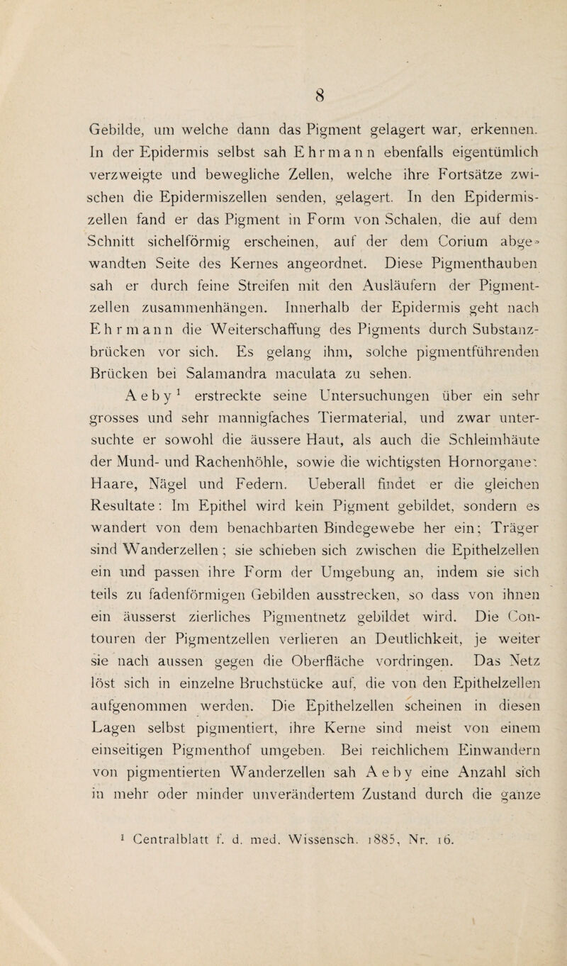 Gebilde, um welche dann das Pigment gelagert war, erkennen. In der Epidermis selbst sah Ehrmann ebenfalls eigentümlich verzweigte und bewegliche Zellen, welche ihre Fortsätze zwi¬ schen die Epidermiszellen senden, gelagert. In den Epidermis- zellen fand er das Pigment in Form von Schalen, die auf dem Schnitt sichelförmig erscheinen, auf der dem Corium abge¬ wandten Seite des Kernes angeordnet. Diese Pigmenthauben sah er durch feine Streifen mit den Ausläufern der Pigment¬ zellen Zusammenhängen. Innerhalb der Epidermis geht nach Ehr mann die Weiterschaffung des Pigments durch Substanz¬ brücken vor sich. Es gelang ihm, solche pigmentführenden Brücken bei Salamandra maculata zu sehen. A e b y 1 erstreckte seine Untersuchungen über ein sehr grosses und sehr mannigfaches Tiermaterial, und zwar unter¬ suchte er sowohl die äussere Haut, als auch die Schleimhäute der Mund- und Rachenhöhle, sowie die wichtigsten Hornorgane'. Haare, Nägel und Federn. Ueberall findet er die gleichen Resultate: Im Epithel wird kein Pigment gebildet, sondern es wandert von dem benachbarten Bindegewebe her ein; Träger sind Wanderzellen; sie schieben sich zwischen die Epithelzellen ein und passen ihre Form der Umgebung an, indem sie sich teils zu fadenförmigen Gebilden ausstrecken, so dass von ihnen ein äusserst zierliches Pigmentnetz gebildet wird. Die Con- touren der Pigmentzellen verlieren an Deutlichkeit, je weiter sie nach aussen gegen die Oberfläche Vordringen. Das Netz löst sich in einzelne Bruchstücke auf, die von den Epithelzellen aufgenommen werden. Die Epithelzellen scheinen in diesen Lagen selbst pigmentiert, ihre Kerne sind meist von einem einseitigen Pigmenthof umgeben. Bei reichlichem Einwandern von pigmentierten Wanderzellen sah Aeby eine Anzahl sich in mehr oder minder unverändertem Zustand durch die ganze ä Centralblatt f. d. med. Wissensch. i885, Nr. iö.