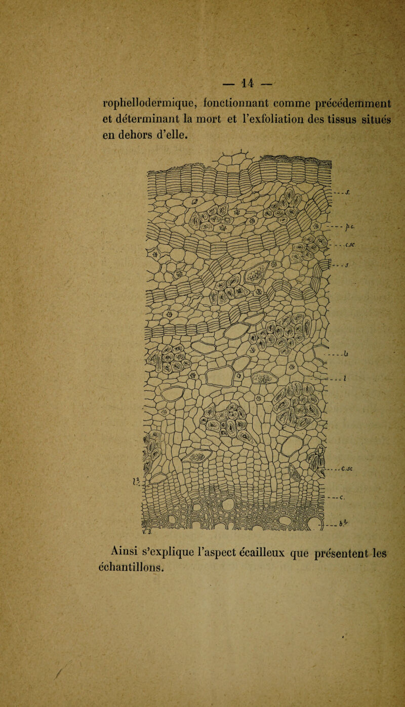 rophellodermique, fonctionnant comme précédemment et déterminant la mort et l’exfoliation des tissus situés en dehors d’elle. Ainsi s’explique l’aspect écailleux que présentent les échantillons. .