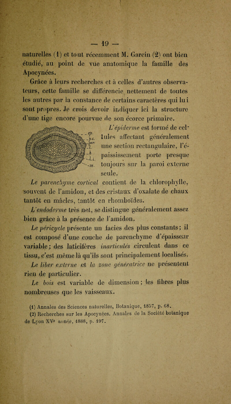 naturelles (1) et tout récemment M. Garcia (2) ont bien étudié, au point de vue anatomique la famille des Apocynées. Grâce à leurs recherches et à celles d’autres observa¬ teurs, cette famille se différencie nettement de toutes les autres par îa constance de certains caractères qui lui sont propres. Je crois devoir indiquer ici la structure d’une tige encore pourvue de son écorce primaire. Vépiderme est formé de ce! Iules affectant généralement une section rectangulaire, l’é- O 7 paississement porte presque % toujours sur la paroi externe seule. Le parenchyme cortical contient de la chlorophylle, souvent de l’amidon, et des cristaux d’oxalate de chaux tantôt en mâclcs, tantôt en rhomboïdes. L'endoderme très net, se distingue généralement assez bien grâce à la présence de l’amidon. Le péricycle présente un faciès des plus constants ; il est composé d’une couche de parenchyme d’épaisseur variable ; des laticifères inarticulés circulent dans ce tissu, c’est même là qu’ils sont principalement localisés. Le liber externe et la zone génératrice ne présentent rien de particulier. Le bois est variable de dimension ; les fibres plus nombreuses que les vaisseaux. (1) Annales des Sciences naturelles, Botanique, 1857, p. 68. (2) Recherches sur les Apocynées. Annales de la Société botanique de Lyon XVe année, 1888, p. 197.