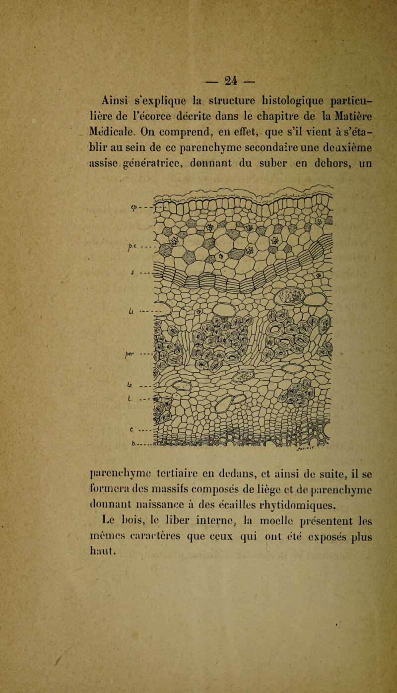 - ✓ — 24 — Ainsi s'explique la structure histologique particu¬ lière de Fécorce décrite dans le chapitre de la Matière Médicale. On comprend, en effet, que s’il vient à s’éta¬ blir au sein de ce parenchyme secondaire une deuxième assise génératrice, donnant du suber en dehors, un parenchyme tertiaire en dedans, et ainsi de suite, il se formera des massifs composés de liège et de parenchyme donnant naissance à des écailles rhytidomiques. Le bois, le liber interne, la moelle présentent les mêmes caractères que ceux qui ont été exposés plus haut.