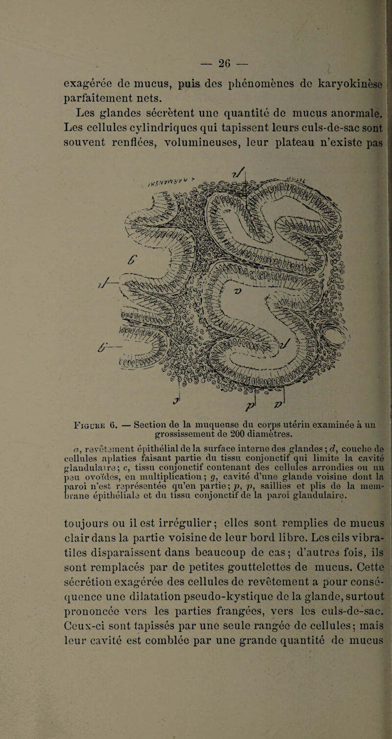 exagérée de mucus, puis des phénomènes de karyokinèse parfaitement nets. Les glandes sécrètent une quantité de mucus anormale. Les cellules cylindriques qui tapissent leurs culs-de-sac sont souvent renflées, volumineuses, leur plateau n’existe pas tuvvrtif p 7? Figure G. — Section de la muqueuse du corps utérin examinée à un grossissement de 200 diamètres. a, revêtement épithélial de la surface interne des glandes ; cZ, couche de cellules aplaties faisant partie du tissu conjonctif qui limite la cavité glandulaire; c, tissu conjonctif contenant des cellules arrondies ou un peu ovoïdes, en multiplication ; cavité d’une glande voisine dont la paroi n’est représentée qu’en partie; p, p, saillies et plis de la mem¬ brane épithéliale et du tissu conjonctif de la paroi glandulaire. toujours ou il est irrégulier; elles sont remplies de mucus clair dans la partie voisine de leur bord libre. Les cils vibra- tiles disparaissent dans beaucoup de cas; d’autres fois, ils sont remplacés par de petites gouttelettes de mucus. Cette sécrétion exagérée des cellules de revêtement a pour consé¬ quence une dilatation pseudo-kystique de la glande, surtout prononcée vers les parties frangées, vers les culs-de-sac. Ceux-ci sont tapissés par une seule rangée de cellules; mais leur cavité est comblée par une grande quantité de mucus