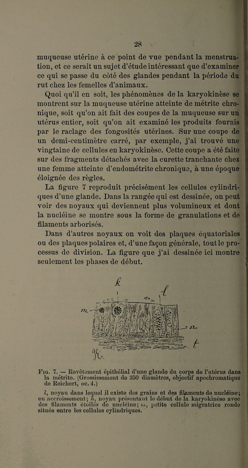 muqueuse utérine à ce point de vue pendant la menstrua¬ tion, et ce serait un sujet d’étude intéressant que d’examiner ce qui se passe du côté des glandes pendant la période du rut chez les femelles d’animaux. Quoi qu’il en soit, les phénomènes de la karyokinèse se montrent sur la muqueuse utérine atteinte de métrite chro¬ nique, soit qu’on ait fait des coupes de la muqueuse sur un utérus entier, soit qu’on ait examiné les produits fournis par le raclage des fongosités utérines. Sur une coupe de un demi-centimètre carré, par exemple, j’ai trouvé une vingtaine de cellules en karyokinèse. Cette coupe a été faite sur des fragments détachés avec la curette tranchante chez une femme atteinte d’endométrite chronique, à une époque éloignée des règles. La figure 7 reproduit précisément les cellules cylindri¬ ques d’une glande. Dans la rangée qui est dessinée, on peut voir des noyaux qui deviennent plus volumineux et dont la nucléine se montre sous la forme de granulations et de filaments arborisés. Dans d’autres noyaux on voit des plaques équatoriales ou des plaques polaires et, d’une façon générale, tout le pro¬ cessus de division. La figure que j’ai dessinée ici montre seulement les phases de début. Fig. 7. — Revêtement épithélial d’une glande du corps de l’utérus dans la métrite. (Grossissement de 350 diamètres, objectif apochromatique de Reicliert, oc. 4.) Z, noyau dans lequel il existe des grains et des filaments de nucléine ; en accroissement; h, noyau présentant le début de la karyokinèse avec des filaments étoilés de nucléine; iu, petite cellule migratrice ronde située entre les cellules cylindriques.