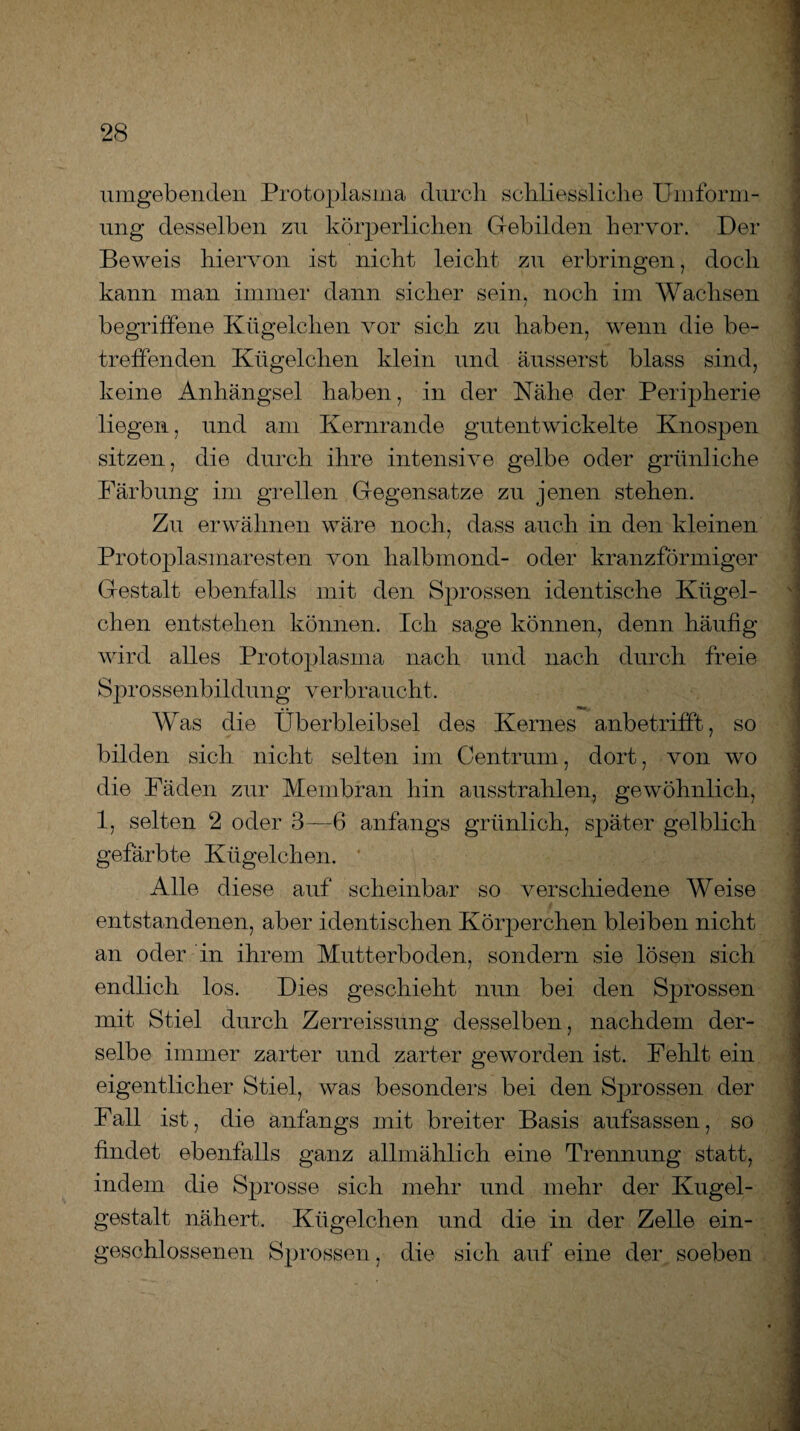 umgebenden Protoplasma durch schliessliche Umform¬ ung desselben zu körperlichen Gebilden hervor. Der Beweis hiervon ist nicht leicht zu erbringen, doch kann man immer dann sicher sein, noch im Wachsen begriffene Kügelchen vor sich zu haben, wenn die be¬ treffenden Kügelchen klein und äusserst blass sind, keine Anhängsel haben, in der Nähe- der Peripherie liegen, und am Kernrande gutentwickelte Knospen sitzen, die durch ihre intensive gelbe oder grünliche Färbung im grellen Gegensätze zu jenen stehen. Zu erwähnen wäre noch, dass auch in den kleinen Protoplasmaresten von lialbmond- oder kranzförmiger Gestalt ebenfalls mit den Sprossen identische Kügel¬ chen entstehen können. Ich sage können, denn häufig wird alles Protoplasma nach und nach durch freie Sprossenbildung verbraucht. Was die Überbleibsel des Kernes anbetrifft, so bilden sich nicht selten im Centrum, dort, von wo die Fäden zur Membran hin ausstrahlen, gewöhnlich, 1, selten 2 oder 3—6 anfangs grünlich, später gelblich gefärbte Kügelchen. Alle diese auf scheinbar so verschiedene Weise entstandenen, aber identischen Körperchen bleiben nicht an oder in ihrem Mutterboden, sondern sie lösen sich endlich los. Dies geschieht nun bei den Sprossen mit Stiel durch Zerreissung desselben, nachdem der¬ selbe immer zarter und zarter geworden ist. Fehlt ein eigentlicher Stiel, was besonders bei den Sprossen der Fall ist, die anfangs mit breiter Basis aufsassen, so findet ebenfalls ganz allmählich eine Trennung statt, indem die Sprosse sich mehr und mehr der Kugel¬ gestalt nähert. Kügelchen und die in der Zelle ein¬ geschlossenen Sprossen, die sich auf eine der soeben