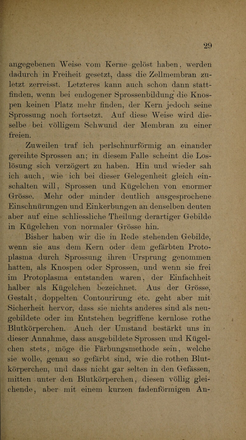 angegebenen Weise vom Kerne gelöst haben, werden dadurch in Freiheit gesetzt, dass die Zellmembran zu¬ letzt zerredsst. Letzteres kann auch schon dann statt¬ finden, wenn bei endogener Sprossenbildung die Knos¬ pen keinen Platz mehr finden, der Kern jedoch seine Sprossung noch fortsetzt. Auf diese Weise wird die¬ selbe bei völligem Schwund der Membran zu einer freien. Zuweilen traf ich perlschnurförmig an einander gereihte Sprossen an; in diesem Falle scheint die Los¬ lösung sich verzögert zu haben. Hin und wieder sah ich auch, wie ich bei dieser Gelegenheit gleich ein¬ schalten will, Sprossen und Kügelchen von enormer Grösse. Mehr oder minder deutlich ausgesprochene Einschnürungen und Einkerbungen an denselben deuten aber auf eine schliessliche Theilung derartiger Gebilde in Kügelchen von normaler Grösse hin. Bisher haben wir die in Bede stehenden Gebilde, wenn sie aus dem Kern oder dem gefärbten Proto¬ plasma durch Sprossung ihren Ursprung genommen hatten, als Knospen oder Sprossen, und wenn sie frei im Protoplasma entstanden waren, der Einfachheit halber als Kügelchen bezeichnet. Aus der Grösse, Gestalt, doppelten Contourirung etc. geht aber mit Sicherheit hervor, dass sie nichts anderes sind als neu- gebildete oder im Entstehen begriffene kernlose rothe Blutkörperchen. Auch der Umstand bestärkt uns in dieser Annahme, dass ausgebildete Sprossen und Kügel¬ chen stets, möge die Färbungsmethode sein, welche sie wolle, genau so gefärbt sind, wie die rothen Blut¬ körperchen, und dass nicht gar selten in den Gefässen, mitten unter den Blutkörperchen, diesen völlig glei¬ chende , aber mit einem kurzen fadenförmigen An-