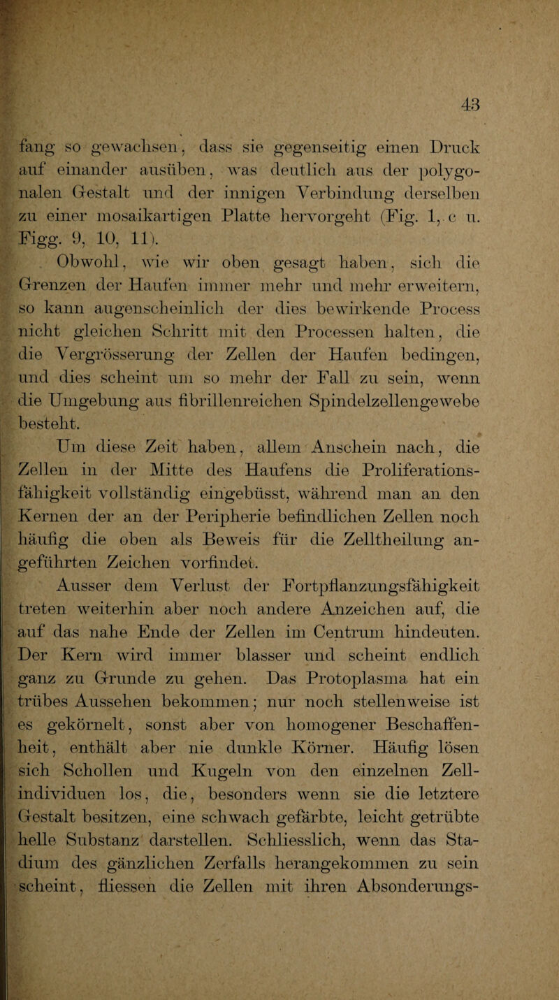 fang so gewachsen, dass sie gegenseitig einen Druck auf einander ausüben, was deutlich aus der polygo¬ nalen Gestalt und der innigen Verbindung derselben zu einer mosaikartigen Platte hervorgeht (Fig. 1, c u. Figg. 9, 10, 11). Obwohl, wie wir oben gesagt haben, sich die Grenzen der Haufen immer mehr und mehr erweitern, so kann augenscheinlich der dies bewirkende Process nicht gleichen Schritt mit den Processen halten, die die Vergrösserung der Zellen der Haufen bedingen, und dies scheint um so mehr der Fall zu sein, wenn die Umgebung aus fibrillenreichen Spindelzellengewebe besteht. Um diese Zeit haben, allem Anschein nach, die Zellen in der Mitte des Haufens die Proliferations¬ fähigkeit vollständig eingebüsst, während man an den Kernen der an der Peripherie befindlichen Zellen noch häufig die oben als Beweis für die Zelltheilung an¬ geführten Zeichen vorfindei. Ausser dem Verlust der Fortpflanzungsfähigkeit treten weiterhin aber noch andere Anzeichen auf, die auf das nahe Ende der Zellen im Centrum hindeuten. Der Kern wird immer blasser und scheint endlich ganz zu Grunde zu gehen. Das Protoplasma hat ein trübes Aussehen bekommen; nur noch stellenweise ist es gekörnelt, sonst aber von homogener Beschaffen¬ heit, enthält aber nie dunkle Körner. Häufig lösen sich Schollen und Kugeln von den einzelnen Zell¬ individuen los, die, besonders wenn sie die letztere Gestalt besitzen, eine schwach gefärbte, leicht getrübte helle Substanz darstellen. Schliesslich, wenn das Sta¬ dium des gänzlichen Zerfalls herangekommen zu sein scheint, fliessen die Zellen mit ihren Absonderungs-