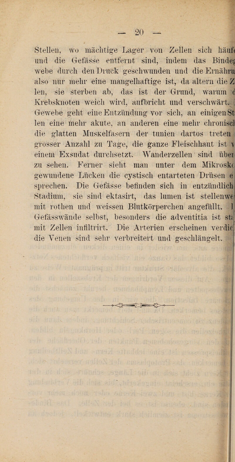 / - 20 — Stellen, wo mächtige Lager von Zellen sich häuft und die Gefässe entfernt sind, indem das Binder webe durch den Druck geschwunden und die Ernähru also nur mehr eine mangelhaftige ist, da altern die Z len, sie sterben ab, das ist der Grund, warum <3 Krebsknoten weich wird, aufbricht und verschwärt. ■; Gewebe geht eine Entzündung vor sich, an einigen St len eine mehr akute, an anderen eine mehr chroniscl die glatten Muskelfasern der tunien dartos treten grosser Anzahl zu Tage, die ganze Fleischhaut ist \ einem Exsudat durchsetzt. Wanderzellen sind über zu sehen. Ferner sieht man unter dem Mikroski gewundene Lücken die cystisch entarteten Drüsen e sprechen. Die Gefässe befinden sich in entzündlich Stadium, sie sind ektasirt, das lumen ist stellenwej mit rothen und weissen Blutkörperchen angefüllt. 1 Gefässwände selbst, besonders die adventitia ist sta mit Zellen infiltrirt. Die Arterien erscheinen y er diel die Venen sind sehr verbreitert und geschlängelt.