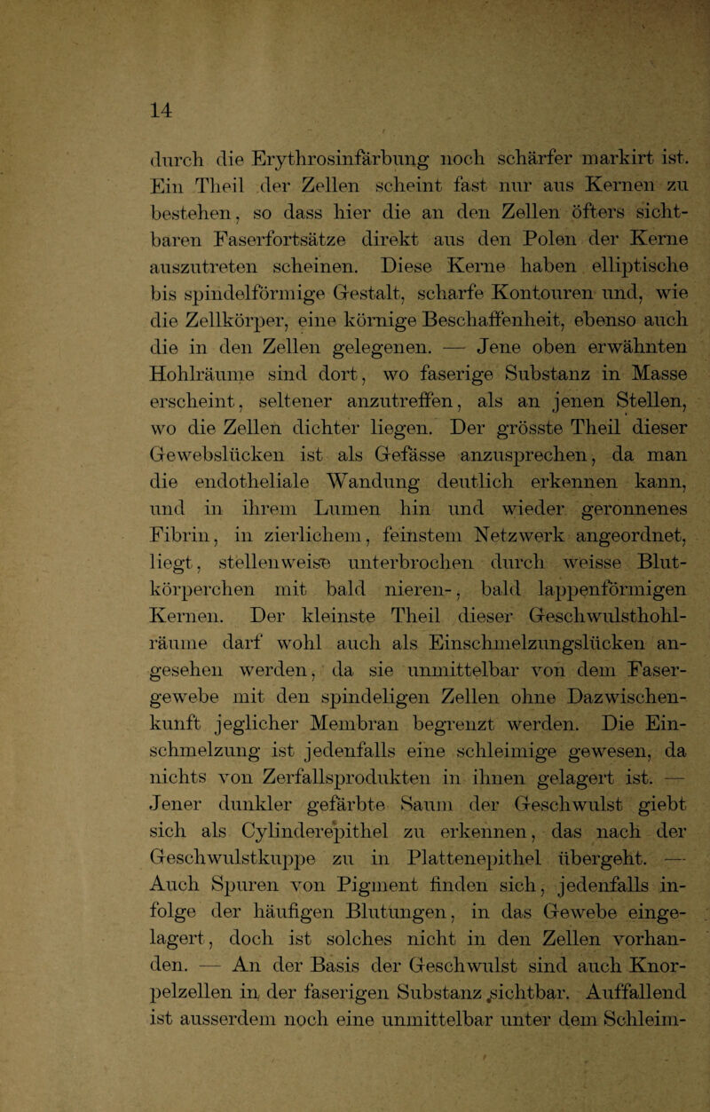 durch die Erythrosinfärbung noch schärfer markirt ist. Ein Theil der Zellen scheint fast nur aus Kernen zu bestehen, so dass hier die an den Zellen öfters sicht¬ baren Faserfortsätze direkt aus den Polen der Kerne auszutreten scheinen. Diese Kerne haben elliptische bis spindelförmige Gestalt, scharfe Kontouren und, wie die Zellkörper, eine körnige Beschaffenheit, ebenso auch die in den Zellen gelegenen. — Jene oben erwähnten Hohlräume sind dort, wo faserige Substanz in Masse erscheint, seltener anzutreffen, als an jenen Stellen, wo die Zellen dichter liegen. Der grösste Theil dieser Gewebslücken ist als Gefässe anzusprechen, da man die endotheliale Wandung deutlich erkennen kann, und in ihrem Lumen hin und wieder geronnenes Fibrin, in zierlichem, feinstem Netzwerk angeordnet, liegt, stellenweise unterbrochen durch weisse Blut¬ körperchen mit bald nieren-, bald lappenförmigen Kernen. Der kleinste Theil dieser Geschwulsthohl¬ räume darf wohl auch als Einschmelzungslücken an¬ gesehen werden, da sie unmittelbar von dem Faser¬ gewebe mit den spindeligen Zellen ohne Dazwischen- kunft jeglicher Membran begrenzt werden. Die Ein¬ schmelzung ist jedenfalls eine schleimige gewesen, da nichts von Zerfallsprodukten in ihnen gelagert ist. — Jener dunkler gefärbte Saum der Geschwulst giebt sich als Cylinderepithel zu erkennen, das nach der Geschwulstkuppe zu in Plattenepithel übergeht. — Auch Spuren von Pigment finden sich, jedenfalls in¬ folge der häufigen Blutungen, in das Gewebe einge¬ lagert, doch ist solches nicht in den Zellen vorhan¬ den. — An der Basis der Geschwulst sind auch Knor¬ pelzellen in der faserigen Substanz sichtbar. Auffallend ist ausserdem noch eine unmittelbar unter dem Schleim-