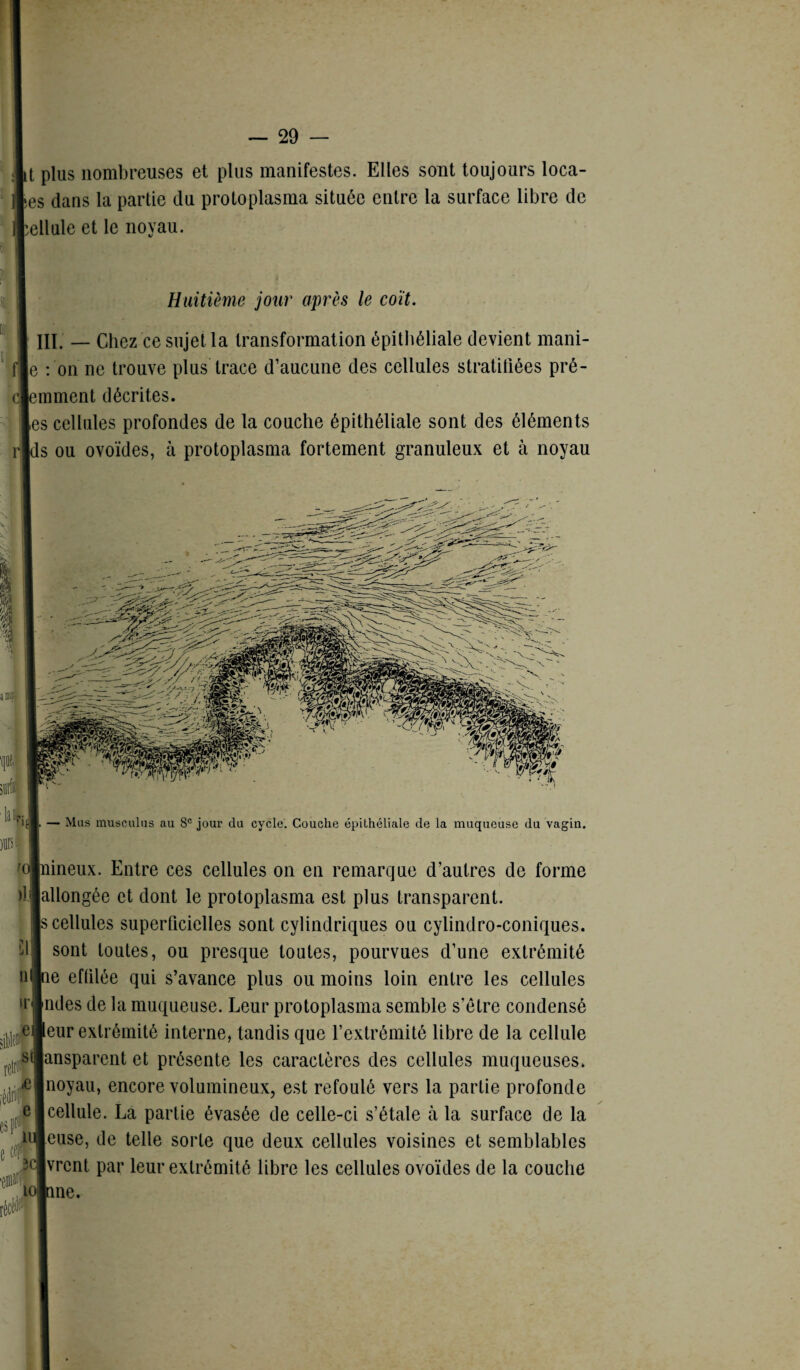 tt plus nombreuses et plus manifestes. Elles sont toujours loca¬ les dans la partie du proloplasma située entre la surface libre de cellule et le noyau. Huitième jour après le coït. III. — Chez ce sujet la transformation épithéliale devient mani- [e : on ne trouve plus trace d’aucune des cellules stratifiées pré¬ éminent décrites. [es cellules profondes de la couche épithéliale sont des éléments Is ou ovoïdes, à protoplasma fortement granuleux et à noyau ripJ. — Mus inusculus au 8e jour du cycle. Couche épithéliale de la muqueuse du vagin. nneux. Entre ces cellules on en remarque d’autres de forme [allongée et dont le protoplasma est plus transparent. |s cellules superficielles sont cylindriques ou cylindro-coniques. sont toutes, ou presque toutes, pourvues d’une extrémité le effilée qui s’avance plus ou moins loin entre les cellules fndes de la muqueuse. Leur protoplasma semble s’étre condensé leur extrémité interne, tandis que l’extrémité libre de la cellule jansparent et présente les caractères des cellules muqueuses. |noyau, encore volumineux, est refoulé vers la partie profonde cellule. La partie évasée de celle-ci s’étale à la surface de la euse, de telle sorte que deux cellules voisines et semblables [vrent par leur extrémité libre les cellules ovoïdes de la couche me. 11 ir< e s Æ e ii