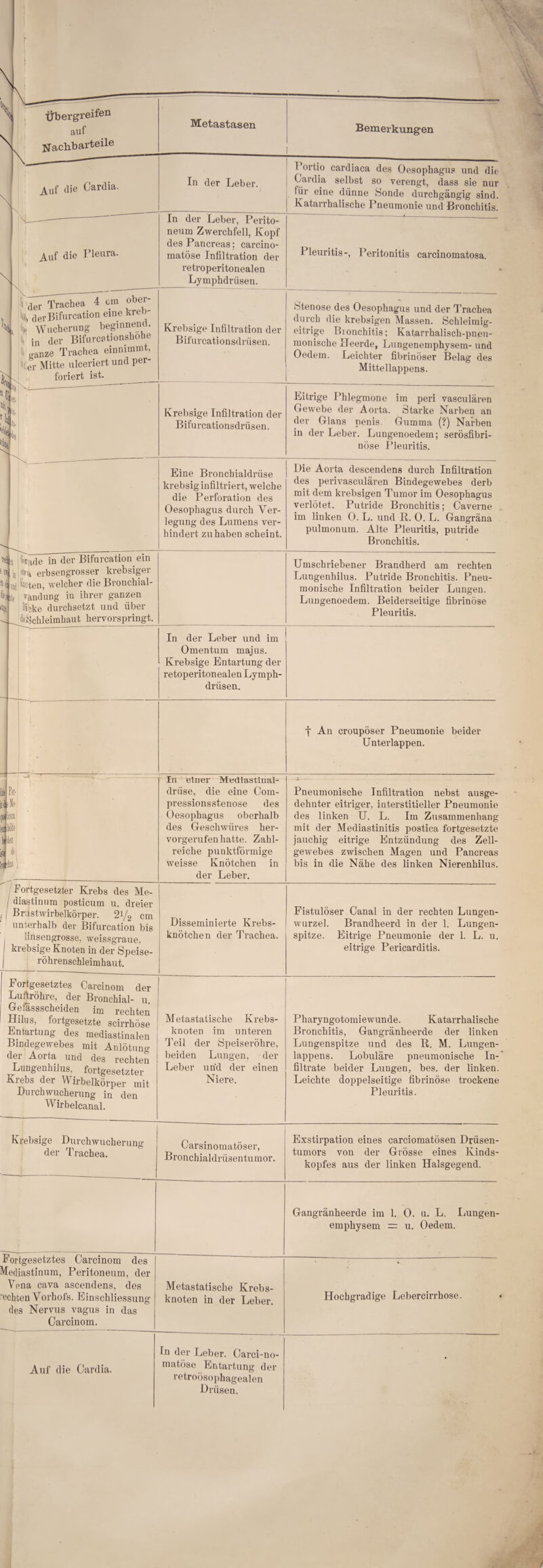 auf ^ ^ Ifachbarteile Metastasen Bemerkungen _ Auf die Cardia. \ _ In der Leber. lortio cardiaca des Oesophagus und die Cardia selbst so verengt, dass sie nur für eine dünne Sonde durchgängig sind. Katarrhalische Pneumonie und Bronchitis. _ l Auf die Fleura. \ \ - In der Leber, Perito¬ neum Zwerchfell, Kopf desPancreas: carcino- matöse Infiltration der retroperitonealen Lymphdriisen. Pleuritis -, Peritonitis carcinomatosa. II aer Trachea 4 cm obei- . clerBifnrcation eine kreb' '»iÜ, :V Wucherung beginnend, 1’ in der Bifurcotionshobe 1 o-anze Trachea einnimmt, :k er Mitte ulceriert und per- ^ V, foriert ist. Krebsige Infiltration der Bifurcationsdrüsen. Stenose des Oesophagus und der Trachea durch die krebsigen Massen. Schleimig¬ eitrige Bronchitis; Katarrhalisch-pneu¬ monische Heerde, Lungenemphysem- und Oedem. Leichter fibrinöser Belag des Mittellappens. jfe _____ , if'f, «ii Krebsige Infiltration der Bifurcationsdrüsen. Eitrige Phlegmone im peri vasculären Gewebe der Aorta. Starke Narben an der Glans penis. Gumma (?) Narben in der Leber. Lungenoedem; serösfibri¬ nöse Pleuritis. Eine Broncbialdrüse krebsig infiltriert, welche die Perforation des Oesophagus durch Ver¬ legung des Lumens ver¬ hindert zu haben scheint. Die Aorta descendens durch Infiltration des perivasculären Bindegewebes derb mit dem krebsigen Tumor im Oesophagus verlötet. Putride Bronchitis; Caverne im linken 0. L. und R. 0. L. Gangräna pulmonum. Alte Pleuritis, putride Bronchitis. (>(rade in der Bifurcation ein ''»'1 erbsengrosser krebsiger bi mj Knoten, welcher die Bvonchial- Landung in ihrer ganzen % öioke durchsetzt und über -- _ fe^lchleimhaut hervorspringt. Umschriebener Brandherd am rechten Lungenhilus. Putride Bronchitis. Pneu¬ monische Infiltration beider Lungen. Lungenoedem. Beiderseitige fibrinöse Pleuritis. In der Leber und im Omentum majus. Krebsige Entartung der retoperitonealen Lymph- drüsen. f An croupöser Pneumonie beider ünterlappen. ij Fci- lidfr 1« iciffi ü liiltt \ iei 1 äsl / -tu «Luex lyieuxasxiuai- drüse, die eine Com- pressionsstenose des Oesophagus oberhalb des Geschwüres her¬ vorgerufen hatte. Zahl¬ reiche punktförmige weisse Knötchen in der Leber. Pneumonische Infiltration nebst ausge¬ dehnter eitriger, interstitieller Pneumonie des linken U. L. Im Zusammenhang mit der Mediastinitis postica fortgesetzte jauchig eitrige Entzündung des Zell¬ gewebes zwischen Magen und Pancreas bis in die Nähe des linken Nierenhilus. ' Fortgesetzter Krebs des Me- j diastinum posticum u. dreier 1 Brustwirbelkörper. 21/2 cm unterhalb der Bifurcation bis linsengrosse, weissgraue, krebsige Knoten in der Speise¬ röhrenschleimhaut. Disseminierte Krebs¬ knötchen der Trachea. Fistulöser Canal in der rechten Lungen¬ wurzel. Brandheerd in der 1. Lungen¬ spitze. Eitrige Pneumonie der 1. L. u. eitrige Pericarditis. Fortgesetztes Carcinom der Luftröhre, der Bronchial- u. Gefässscheiden im rechten Hilus, fortgesetzte scirrhöse Entartung des mediastinalen Bindegewebes mit Anlötung der Aorta und des rechten Lungenhilus, fortgesetzter Krebs der Wirbelkörper mit Durchwucherung in den Wirbelcanal. Metastatische Krebs¬ knoten im unteren fi’eil der Speiseröhre, beiden Lungen, der Leber und der einen Niere. Pharyngotomiewunde. Katarrhalische Bronchitis, Gangränheerde der linken Lungenspitze und des R. M. Lungen¬ lappens. Lobuläre pneumonische In¬ filtrate beider Lungen, bes. der linken. Leichte doppelseitige fibrinöse trockene Pleuritis. Krebsige Durchwucherung der Trachea. Carsinomatöser, Bronchialdrüaentumor. Exstirpation eines carciomatösen Drüsen¬ tumors von der Grösse eines Kinds¬ kopfes aus der linken Halsgegend. Gangränheerde im 1. 0. u. L. Imngen- emphysem = u, Oedem. Fortgesetztes Carcinom des Vfediastinum, Peritoneum, der Vena cava ascendens, des 'echten Vorhofs. Einschliessung des Nervus vagus in das Carcinom. Metastatische Krebs¬ knoten in der Leber. Hochgradige Lebercirrhose. Auf die Cardia. In der Leber. Oarci-no- matöse Entartung der retroösophagealen Drüsen. • (