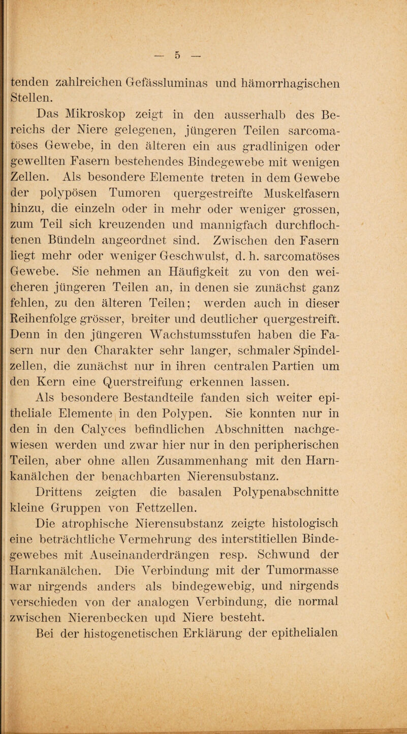 tenden zahlreichen Gefässluminas und hämorrhagischen Stellen. Das Mikroskop zeigt in den ausserhalb des Be¬ reichs der Niere gelegenen, jüngeren Teilen sarcoma- töses Gewebe, in den älteren ein aus gradlinigen oder gewellten Fasern bestehendes Bindegewebe mit wenigen Zellen. Als besondere Elemente treten in dem Gewebe der polypösen Tumoren quergestreifte Muskelfasern hinzu, die einzeln oder in mehr oder weniger grossen, zum Teil sich kreuzenden und mannigfach durchfloch- tenen Bündeln angeordnet sind. Zwischen den Fasern liegt mehr oder weniger Geschwulst, d. h. sarcomatöses Gewebe. Sie nehmen an Häufigkeit zu von den wei¬ cheren jüngeren Teilen an, in denen sie zunächst ganz fehlen, zu den älteren Teilen; werden auch in dieser Reihenfolge grösser, breiter und deutlicher quergestreift. Denn in den jüngeren Wachstumsstufen haben die Fa¬ sern nur den Charakter sehr langer, schmaler Spindel¬ zellen, die zunächst nur in ihren centralen Partien um den Kern eine Querstreifung erkennen lassen. Als besondere Bestandteile fanden sich weiter epi¬ theliale Elemente in den Polypen. Sie konnten nur in den in den Calvces befindlichen Abschnitten nach ge¬ wiesen werden und zwar hier nur in den peripherischen Teilen, aber ohne allen Zusammenhang mit den Harn¬ kanälchen der benachbarten Nierensubstanz. Drittens zeigten die basalen Polypenabschnitte kleine Gruppen von Fettzellen. Die atrophische Nierensubstanz zeigte histologisch eine beträchtliche Vermehrung des interstitiellen Binde¬ gewebes mit Auseinanderdrängen resp. Schwund der Harnkanälchen. Die Verbindung mit der Tumormasse war nirgends anders als bindegewebig, und nirgends verschieden von der analogen Verbindung, die normal zwischen Nierenbecken und Niere besteht. Bei der histogenetischen Erklärung der epithelialen