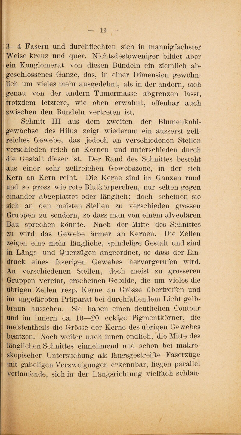 3—4 Fasern und durchflechten sich in mannigfachster Weise kreuz und quer. Nichtsdestoweniger bildet aber ein Konglomerat von diesen Bündeln ein ziemlich ab¬ geschlossenes Ganze, das, in einer Dimension gewöhn¬ lich um vieles mehr ausgedehnt, als in der andern, sich genau von der andern Tumormasse abgrenzen lässt, trotzdem letztere, wie oben erwähnt, offenhar auch zwischen den Bündeln vertreten ist. Schnitt III aus dem zweiten der Blumenkohl¬ gewächse des Hilus zeigt wiederum ein äusserst zell¬ reiches Gewebe, das jedoch an verschiedenen Stellen verschieden reich an Kernen und unterschieden durch die Gestalt dieser ist. Der Rand des Schnittes besteht aus einer sehr zellreichen Gewebszone, in der sich Kern an Kern reiht. Die Kerne sind im Ganzen rund und so gross wie rote Blutkörperchen, nur selten gegen einander abgeplattet oder länglich; doch scheinen sie sich an den meisten Stellen zu verschieden grossen Gruppen zu sondern, so dass man von einem alveolären Bau sprechen könnte. Nach der Mitte des Schnittes zu wird das Gewebe ärmer an Kernen. Die Zellen zeigen eine mehr längliche, spindelige Gestalt und sind in Längs- und Querzügen angeordnet, so dass der Ein¬ druck eines faserigen Gewebes hervorgerufen wird. An verschiedenen Stellen, doch meist zu grösseren Gruppen vereint, erscheinen Gebilde, die um vieles die übrigen Zellen resp. Kerne an Grösse übertreffen und im ungefärbten Präparat bei durchfallendem Licht gelb¬ braun aussehen. Sie haben einen deutlichen Contour und im Innern ca. 10—20 eckige Pigmentkörner, die meistentheils die Grösse der Kerne des übrigen Gewebes besitzen. Noch weiter nach innen endlich, die Mitte des länglichen Schnittes einnehmend und schon bei makro¬ skopischer Untersuchung als längsgestreifte Faserzüge mit gabeligen Verzweigungen erkennbar, liegen parallel verlaufende, sich in der Längsrichtung vielfach schlän-