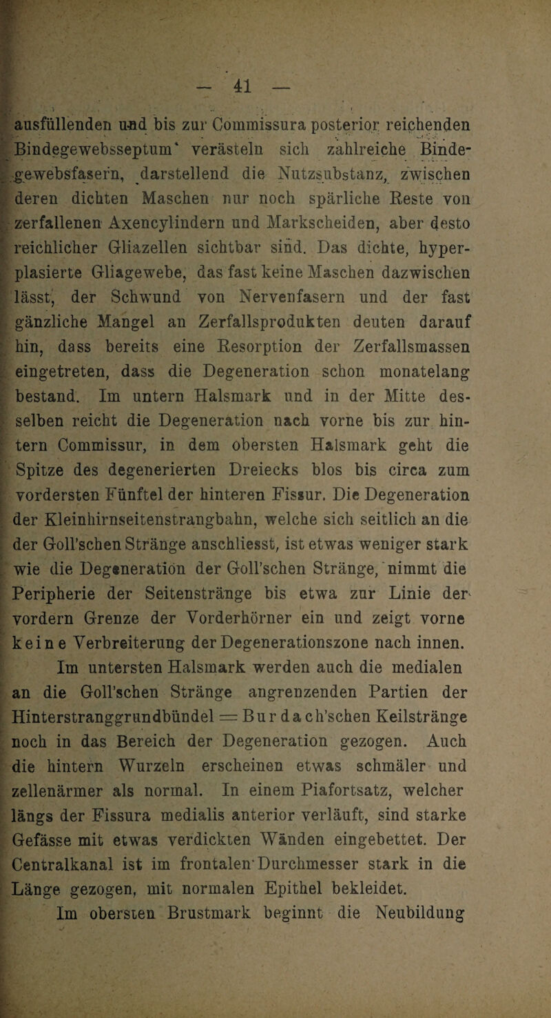 ausfallenden und bis zur Commissura posterior: reichenden Bindege websseptum4 verästeln sich zahlreiche Binde¬ gewebsfasern, darstellend die Nutzsubstanz, zwischen deren dichten Maschen nur noch spärliche Reste von zerfallenen Axencylindern und Markscheiden, aber desto reichlicher Gliazellen sichtbar sind. Das dichte, hyper- plasierte Gliagewebe, das fast keine Maschen dazwischen lässt, der Schwund von Nervenfasern und der fast gänzliche Mangel an Zerfallsprodukten deuten darauf hin, dass bereits eine Resorption der Zerfallsmassen eingetreten, dass die Degeneration schon monatelang bestand. Im untern Halsmark und in der Mitte des¬ selben reicht die Degeneration nach vorne bis zur hin¬ tern Commissur, in dem obersten Halsmark geht die Spitze des degenerierten Dreiecks blos bis circa zum vordersten Fünftel der hinteren Fissur. Die Degeneration der Kleinhirnseitenstrangbahn, welche sich seitlich an die der Goll’schen Stränge anschliesst, ist etwas weniger stark wie die Degeneration der Goll’schen Stränge, nimmt die Peripherie der Seitenstränge bis etwa zur Linie der vordem Grenze der Vorderhörner ein und zeigt vorne keine Verbreiterung der Degenerationszone nach innen. Im untersten Halsmark werden auch die medialen an die Goll’schen Stränge angrenzenden Partien der Hinterstranggrundbündel = Bur dach’schen Keilstränge noch in das Bereich der Degeneration gezogen. Auch die hintern Wurzeln erscheinen etwas schmäler und zellenärmer als normal. In einem Piafortsatz, welcher längs der Fissura medialis anterior verläuft, sind starke Gefässe mit etwas verdickten Wänden eingebettet. Der Centralkanal ist im frontalen1 Durchmesser stark in die Länge gezogen, mit normalen Epithel bekleidet. Im obersten Brustmark beginnt die Neubildung