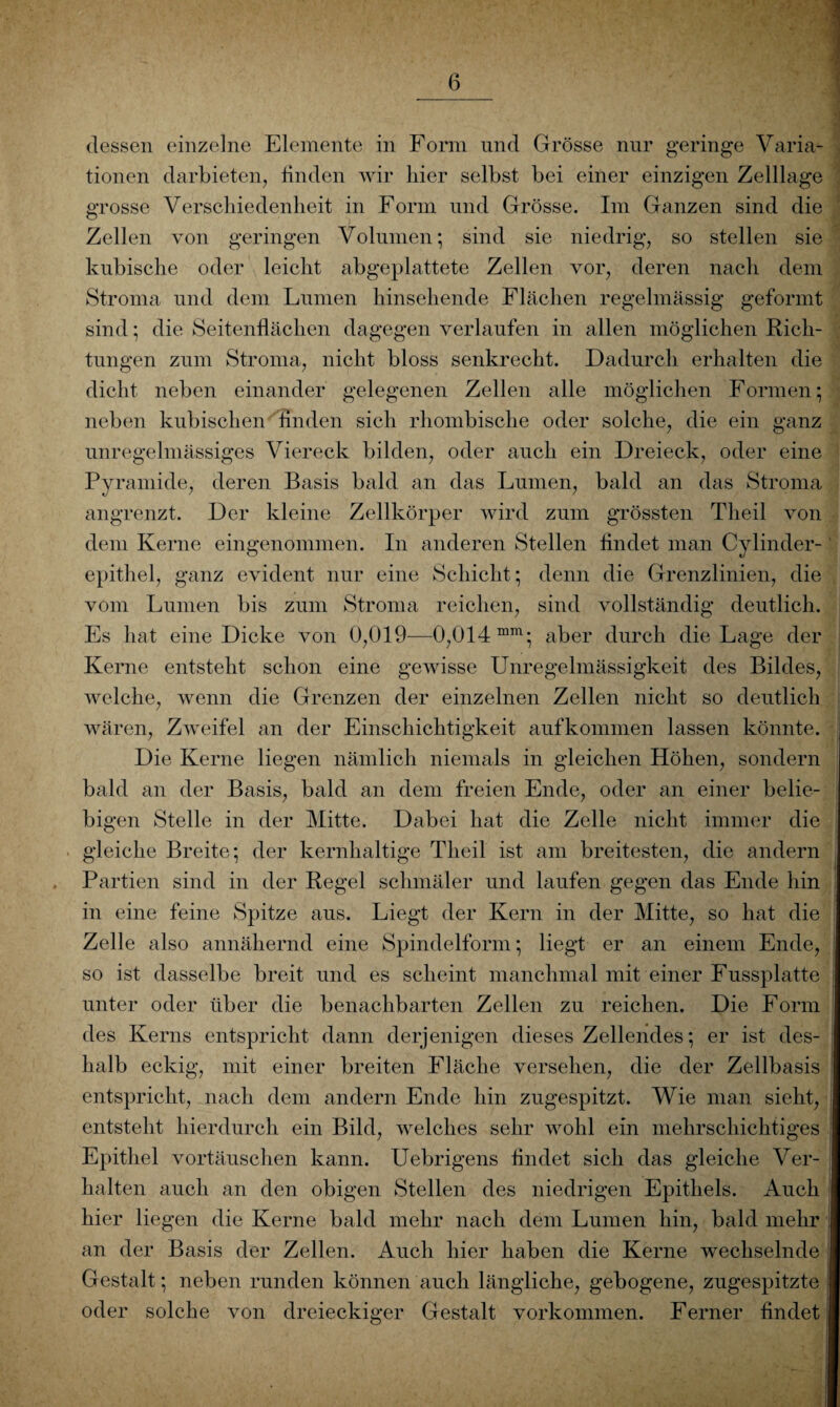 dessen einzelne Elemente in Form und Grösse nur geringe Varia¬ tionen darbieten, linden wir hier selbst bei einer einzigen Zelllage grosse Verschiedenheit in Form und Grösse. Im Ganzen sind die Zellen von geringen Volumen*, sind sie niedrig, so stellen sie kubische oder leicht abgeplattete Zellen vor, deren nach dem Stroma und dem Firmen hinsehende Flächen regelmässig geformt sind; die Seitenflächen dagegen verlaufen in allen möglichen Rich¬ tungen zum Stroma, nicht bloss senkrecht. Dadurch erhalten die dicht neben einander gelegenen Zellen alle möglichen Formen; neben kubischen Anden sich rhombische oder solche, die ein ganz unregelmässiges Viereck bilden, oder auch ein Dreieck, oder eine Pyramide, deren Basis bald an das Lumen, bald an das Stroma angrenzt. Der kleine Zellkörper wird zum grössten Theil von dem Kerne eingenommen. In anderen Stellen flndet man Cylinder- epitliel, ganz evident nur eine Schicht; denn die Grenzlinien, die vom Finnen bis zum Stroma reichen, sind vollständig deutlich. Es hat eine Dicke von 0,019—0,014 mm; aber durch die Fage der Kerne entsteht schon eine gewisse Unregelmässigkeit des Bildes, welche, wenn die Grenzen der einzelnen Zellen nicht so deutlich wären, Zweifel an der Einschichtigkeit aufkommen lassen könnte. Die Kerne liegen nämlich niemals in gleichen Höhen, sondern bald an der Basis, bald an dem freien Ende, oder an einer belie¬ bigen Stelle in der Mitte. Dabei hat die Zelle nicht immer die gleiche Breite; der kernhaltige Theil ist am breitesten, die andern Partien sind in der Regel schmäler und laufen gegen das Ende hin in eine feine Spitze aus. Fiegt der Kern in der Mitte, so hat die Zelle also annähernd eine Spindelform; liegt er an einem Ende, so ist dasselbe breit und es scheint manchmal mit einer Fussplatte unter oder über die benachbarten Zellen zu reichen. Die Form des Kerns entspricht dann derjenigen dieses Zellendes; er ist des¬ halb eckig, mit einer breiten Fläche versehen, die der Zellbasis entspricht, nach dem andern Ende hin zugespitzt. Wie man sieht, entsteht hierdurch ein Bild, welches sehr wohl ein mehrschichtiges Epithel Vortäuschen kann. Uebrigens findet sich das gleiche Ver¬ halten auch an den obigen Stellen des niedrigen Epithels. Auch hier liegen die Kerne bald mehr nach dem Lumen hin, bald mehr an der Basis der Zellen. Auch hier haben die Kerne wechselnde Gestalt; neben runden können auch längliche, gebogene, zugespitzte oder solche von dreieckiger Gestalt Vorkommen. Ferner findet