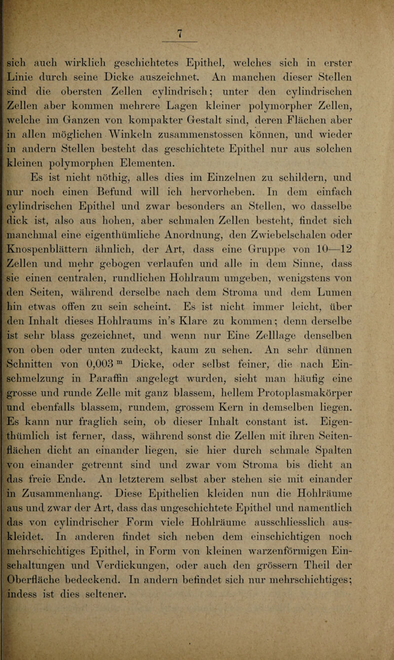 sich auch wirklich geschichtetes Epithel, welches sich in erster Linie durch seine Dicke auszeichnet. An manchen dieser Stellen sind die obersten Zellen cylindrisch; unter den cylindrischen Zellen aber kommen mehrere Lagen kleiner polymorpher Zellen, welche im Ganzen von kompakter Gestalt sind, deren Flächen aber in allen möglichen Winkeln zusanmienstossen können, und wieder in andern Stellen besteht das geschichtete Epithel nur aus solchen kleinen polymorphen Elementen. Es ist nicht nöthig, alles dies im Einzelnen zu schildern, und nur noch einen Befund will ich hervorheben. In dem einfach cylindrischen Epithel und zwar besonders an Stellen, wo dasselbe dick ist, also aus hohen, aber schmalen Zellen besteht, findet sich manchmal eine eigenthümliche Anordnung, den Zwiebelschalen oder Knospenblättern ähnlich, der Art, dass eine Gruppe von 10—12 Zellen und mehr gebogen verlaufen und alle in dem Sinne, dass sie einen centralen, rundlichen Hohlraum umgeben, wenigstens von den Seiten, während derselbe nach dem Stroma und dem Lumen hin etwas offen zu sein scheint. Es ist nicht immer leicht, über den Inhalt dieses Hohlraums in’s Klare zu kommen*, denn derselbe ist sehr blass gezeichnet, und wenn nur Eine Zelllage denselben von oben oder unten zudeckt, kaum zu sehen. An sehr dünnen Schnitten von 0,003m Dicke, oder selbst feiner, die nach Ein¬ schmelzung in Paraffin angelegt wurden, sieht man häufig eine grosse und runde Zelle mit ganz blassem, hellem Protoplasmakörper und ebenfalls blassem, rundem, grossem Kern in demselben liegen. Es kann nur fraglich sein, ob dieser Inhalt constant ist. Eigen- thümlich ist ferner, dass, während sonst die Zellen mit ihren Seiten¬ flächen dicht an einander liegen, sie hier durch schmale Spalten von einander getrennt sind und zwar vom Stroma bis dicht an das freie Ende. An letzterem selbst aber stehen sie mit einander in Zusammenhang. Diese Epithelien kleiden nun die Hohlräume aus und zwar der Art, dass das ungeschichtete Epithel und namentlich das von cylindrischer Form viele Hohlräume ausschliesslich aus¬ kleidet. In anderen findet sich neben dem einschichtigen noch mehrschichtiges Epithel, in Form von kleinen warzenförmigen Ein¬ schaltungen und Verdickungen, oder auch den grossem Theil der Oberfläche bedeckend. In andern befindet sich nur mehrschichtiges*, indess ist dies seltener.