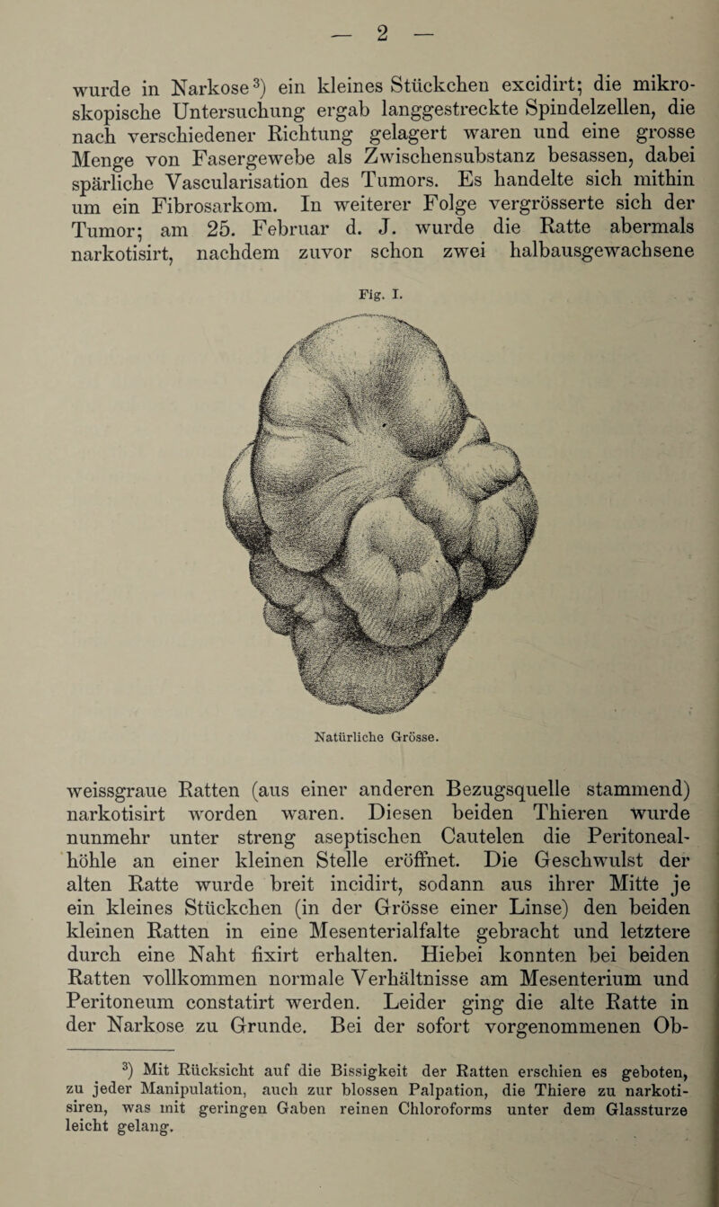 wurde in Narkose3) ein kleines Stückchen excidirt; die mikro¬ skopische Untersuchung ergab langgestreckte Spindelzellen, die nach verschiedener Richtung gelagert waren und eine grosse Menge von Fasergewebe als Zwischensubstanz besassen, dabei spärliche Vascularisation des Tumors. Es handelte sich mithin um ein Fibrosarkom. In weiterer Folge vergrösserte sich der Tumor; am 25. Februar d. J. wurde die Ratte abermals narkotisirt, nachdem zuvor schon zwei halbausgewachsene Fig. I. Natürliche Grösse. weissgraue Ratten (aus einer anderen Bezugsquelle stammend) narkotisirt worden waren. Diesen beiden Thieren wurde nunmehr unter streng aseptischen Cautelen die Peritoneal¬ höhle an einer kleinen Stelle eröffnet. Die Geschwulst der alten Ratte wurde breit incidirt, sodann aus ihrer Mitte je ein kleines Stückchen (in der Grösse einer Linse) den beiden kleinen Ratten in eine Mesenterialfalte gebracht und letztere durch eine Naht fixirt erhalten. Hiebei konnten bei beiden Ratten vollkommen normale Verhältnisse am Mesenterium und Peritoneum constatirt werden. Leider ging die alte Ratte in der Narkose zu Grunde. Bei der sofort vorgenommenen Ob- 3) Mit Rücksicht auf die Bissigkeit der Ratten erschien es geboten, zu jeder Manipulation, auch zur blossen Palpation, die Thiere zu narkoti- siren, was mit geringen Gaben reinen Chloroforms unter dem Glassturze leicht gelang.
