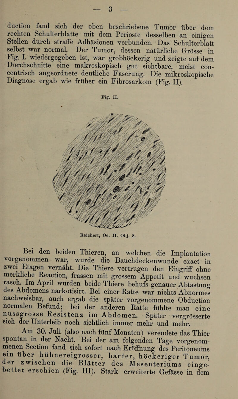 duction fand sich der oben beschriebene Tumor über dem rechten Schulterblatte mit dem Perioste desselben an einigen Stellen durch straffe Adhäsionen verbunden. Das Schulterblatt selbst war normal. Der Tumor, dessen natürliche Grösse in Fig. I. wiedergegeben ist, war grobhöckerig und zeigte auf dem Durchschnitte eine makroskopisch gut sichtbare, meist con- centrisch angeordnete deutliche Faserung. Die mikroskopische Diagnose ergab wie früher ein Fibrosarkom (Fig. II). Fig. II. Reichert, Oc. II. Obj. 8. Bei den beiden Thieren, an welchen die Implantation vorgenommen war, wurde die Bauchdeckenwunde exact in zwei Etagen vernäht. Die Thiere vertrugen den Eingriff ohne merkliche Reaction, frassen mit grossem Appetit und wuchsen rasch. Im April wurden beide Thiere behufs genauer Abtastung des Abdomens narkotisirt. Bei einer Ratte war nichts Abnormes nachweisbar, auch ergab die später vorgenommene Obduction normalen Befund; bei der anderen Ratte fühlte man eine nussgrosse Resistenz im Abdomen. Später vergrösserte sich der Unterleib noch sichtlich immer mehr und mehr. Am 30. Juli (also nach fünf Monaten) verendete das Thier spontan in der Nacht. Bei der am folgenden Tage vorgenom¬ menen Section fand sich sofort nach Eröffnung des Peritoneums ein über hühnereigrosser, harter, höckeriger Tumor, der zwischen die Blätter des Mesenteriums einge¬ bettet erschien (Fig. III). Stark erweiterte Gefässe in dem