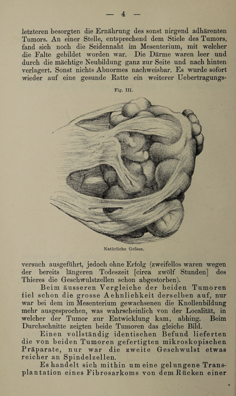 letzteren besorgten die Ernährung des sonst nirgend adhärenten Tumors. An einer Stelle, entsprechend dem Stiele des Tumors, fand sich noch die Seidennaht im Mesenterium, mit welcher die Falte gebildet worden war. Die Därme waren leer und durch die mächtige Neubildung ganz zur Seite und nach hinten verlagert. Sonst nichts Abnormes nachweisbar. Es wurde sofort wieder auf eine gesunde Ratte ein weiterer Uebertragungs- Fig. III. Natürliche Grösse. versuch ausgeführt, jedoch ohne Erfolg (zweifellos waren wegen der bereits längeren Todeszeit [circa zwölf Stunden] des Thieres die Geschwulstzellen schon abgestorben). Beim äusseren Vergleiche der beiden Tumoren fiel schon die grosse Aehnlichkeit derselben auf, nur war bei dem im Mesenterium gewachsenen die Knollenbildung mehr ausgesprochen, was wahrscheinlich von der Localität, in welcher der Tumor zur Entwicklung kam, abhing. Beim Durchschnitte zeigten beide Tumoren das gleiche Bild. Einen vollständig identischen Befund lieferten die von beiden Tumoren gefertigten mikroskopischen Präparate, nur war die zweite Geschwulst etwas reicher an Spindelzellen. Es handelt sich mithin um eine gelungene Trans¬ plantation eines Fibrosarkoms von dem Rücken einer